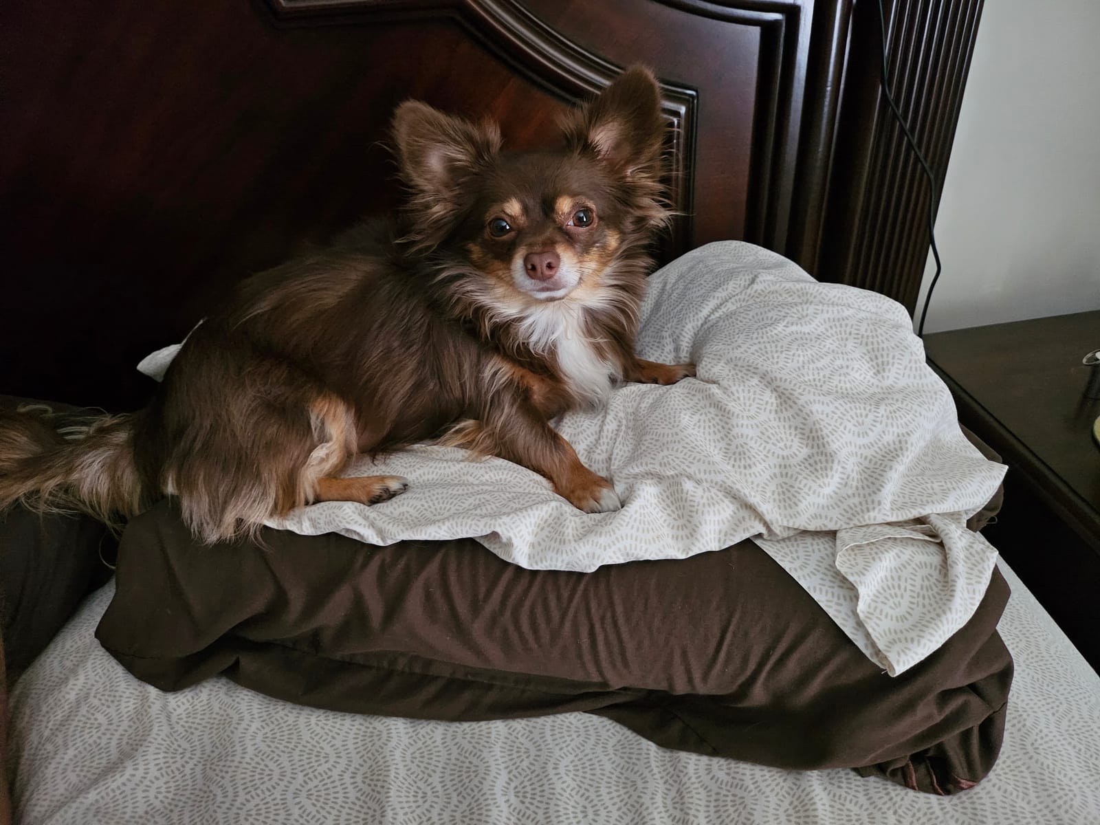Petspiration Spotlight: DollyGirl