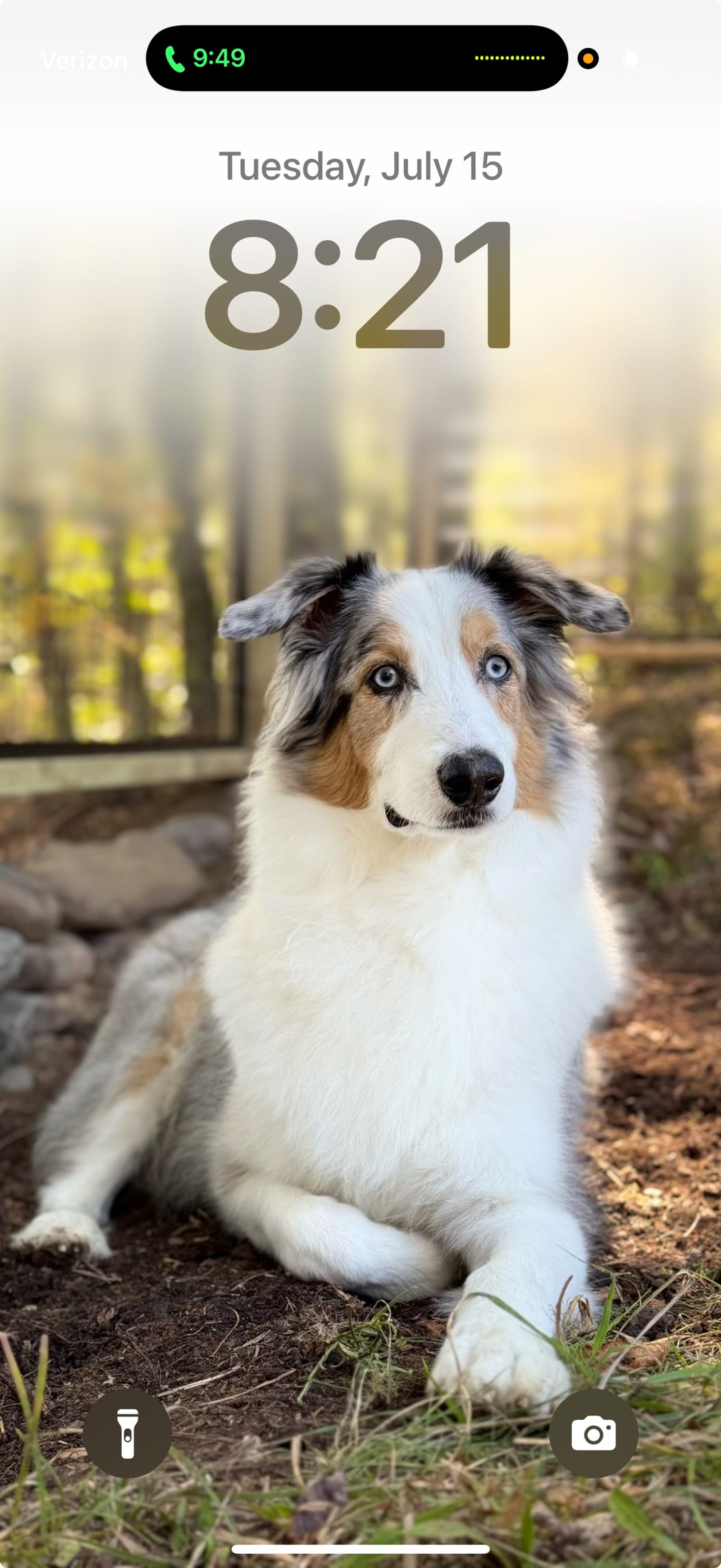 Petspiration Spotlight: Donovan