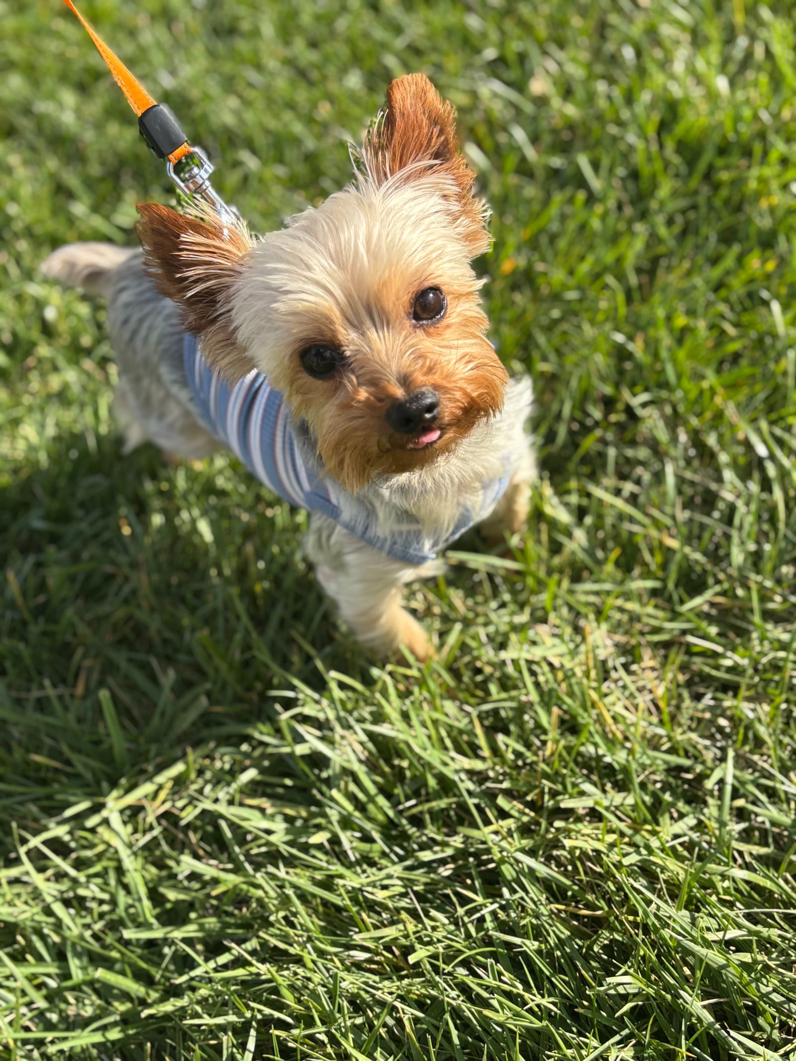 Petspiration Spotlight: Dozer