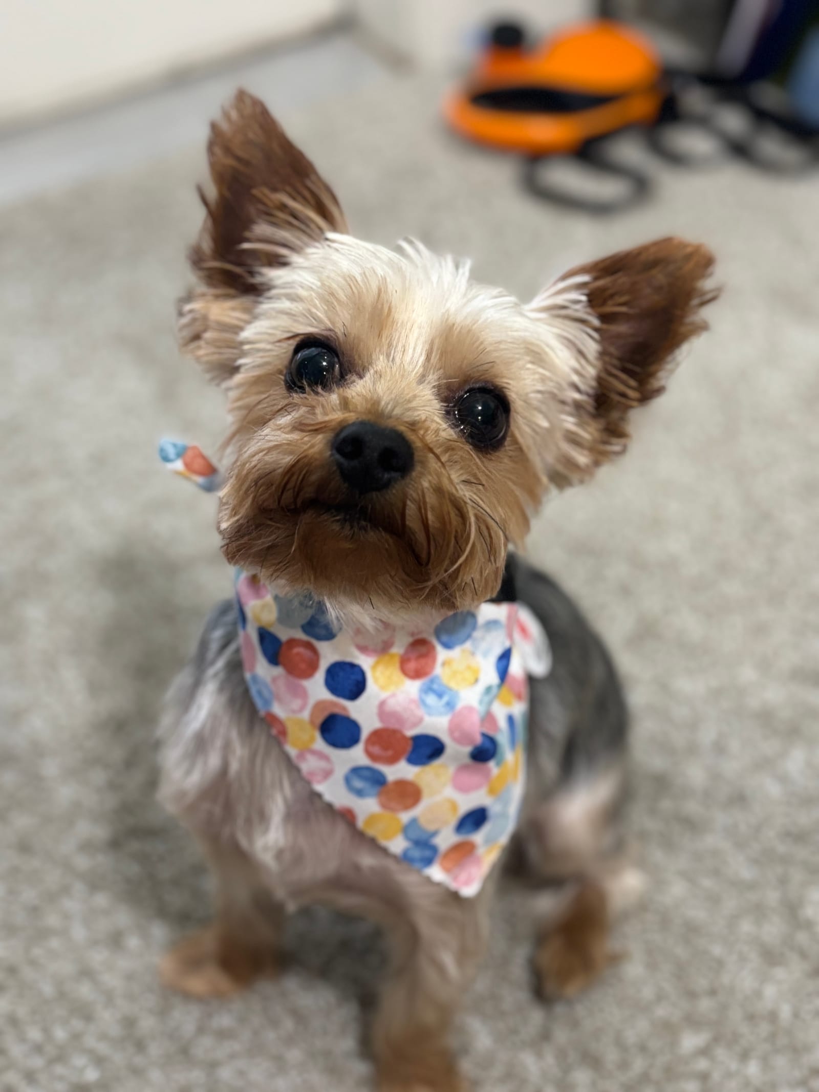 Petspiration Spotlight: Dozer