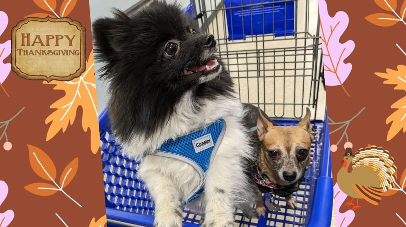 Petspiration Spotlight: Duke