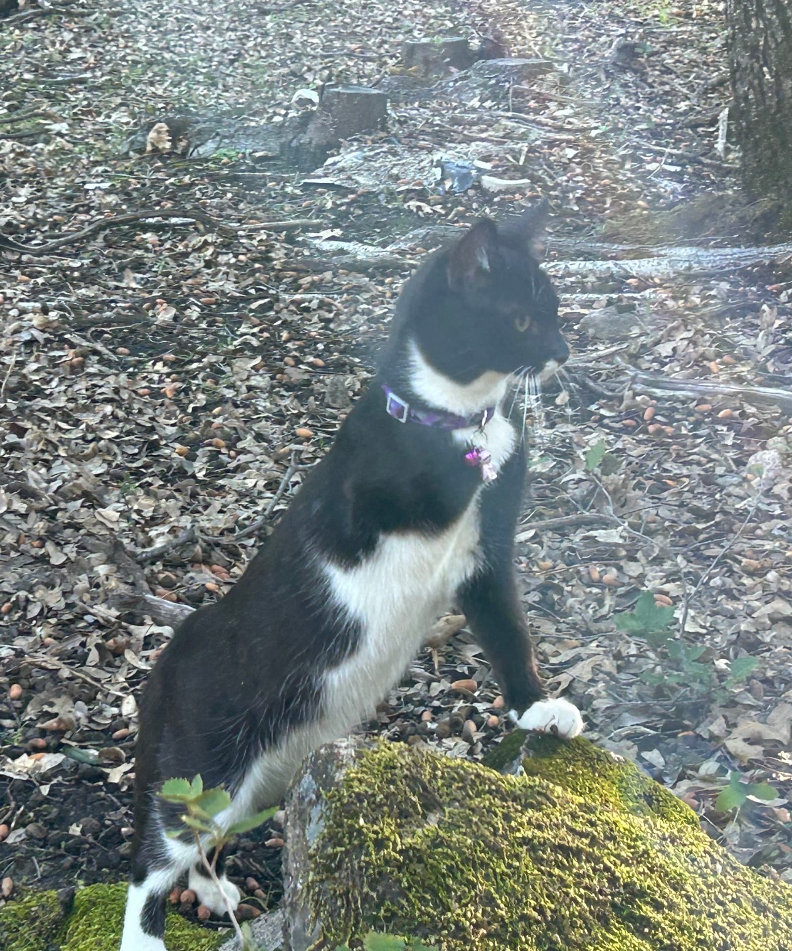 Petspiration Spotlight: Dusty