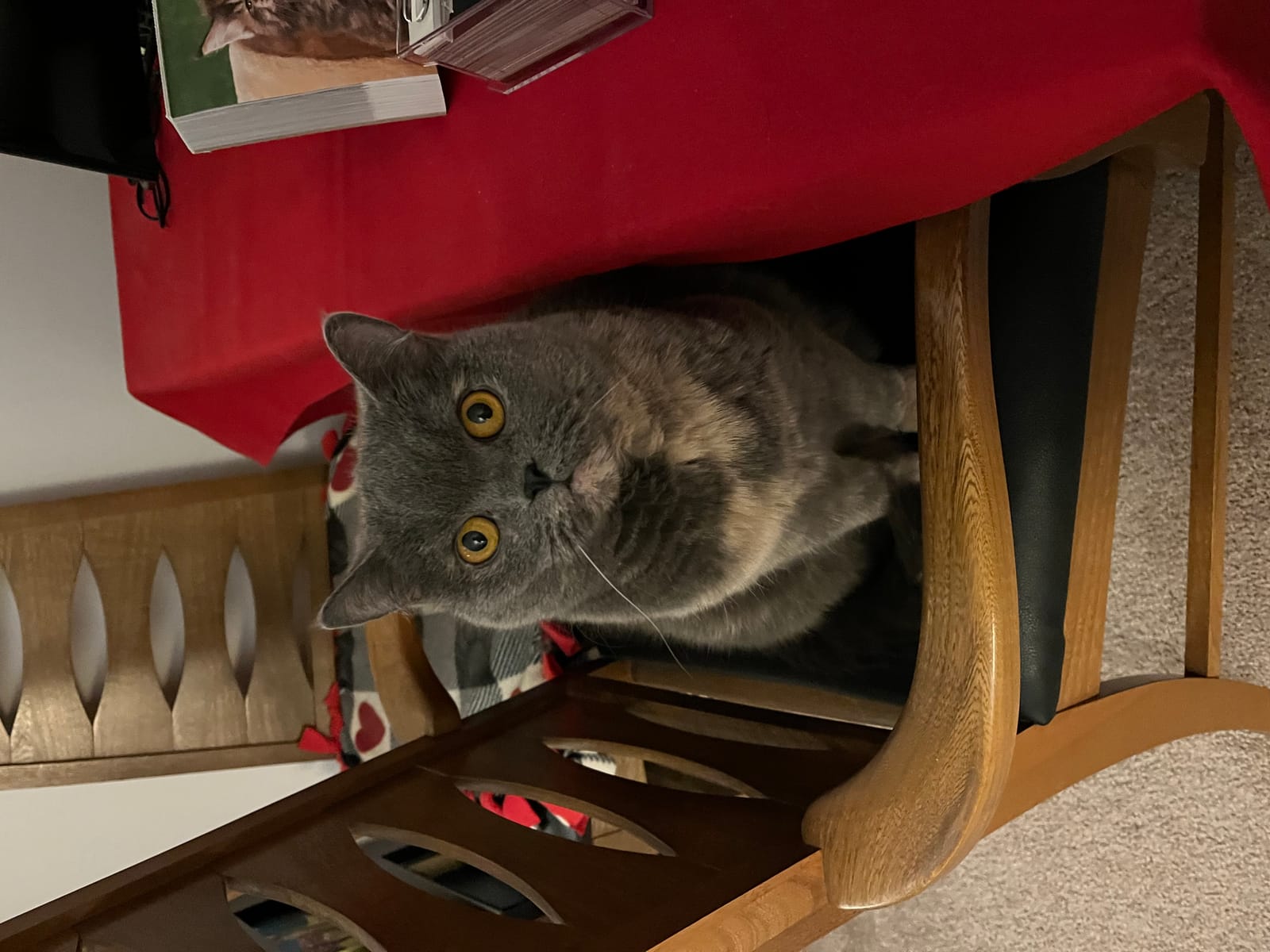 Petspiration Spotlight: Dusty