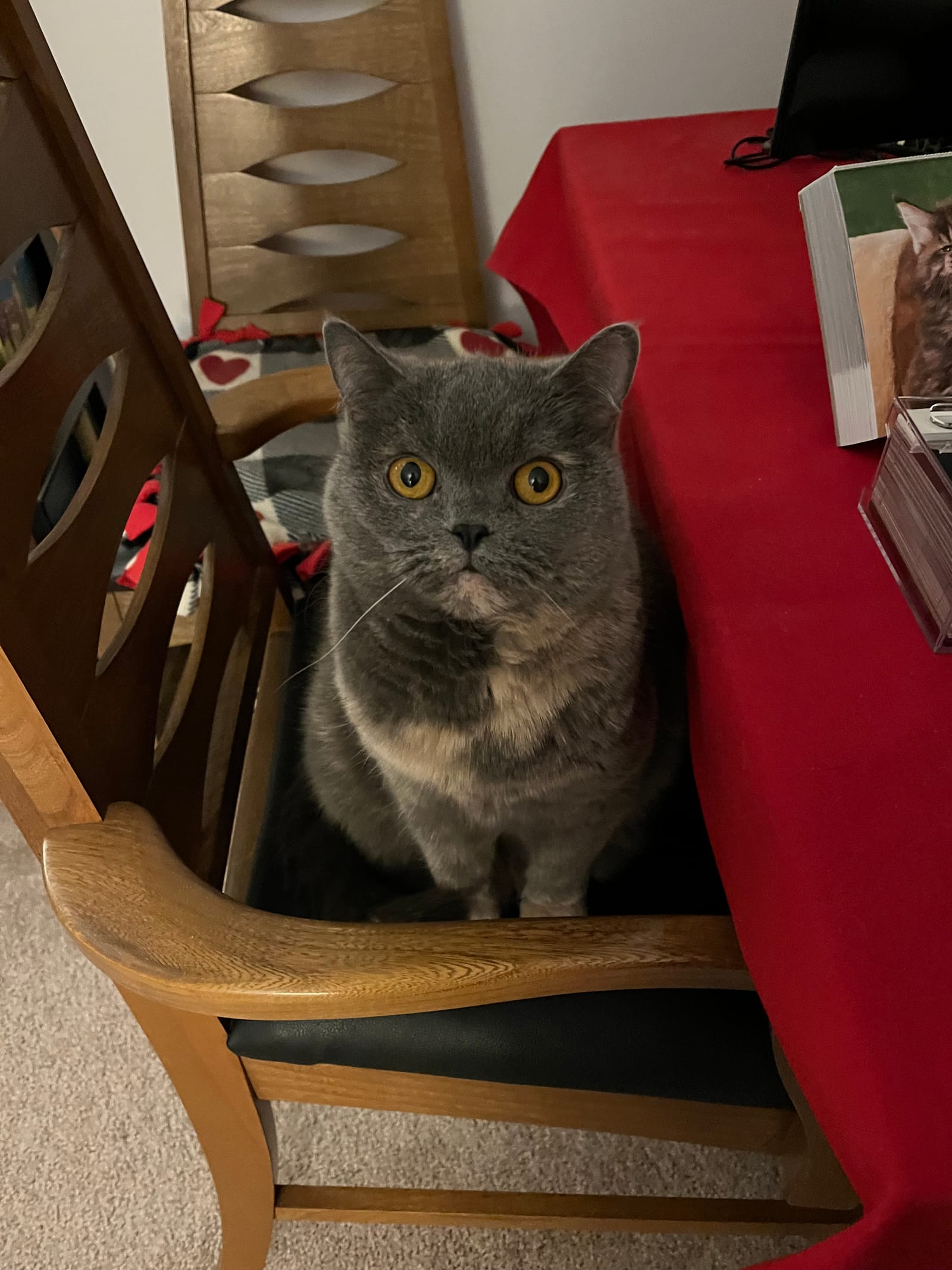 Petspiration Spotlight: Dusty