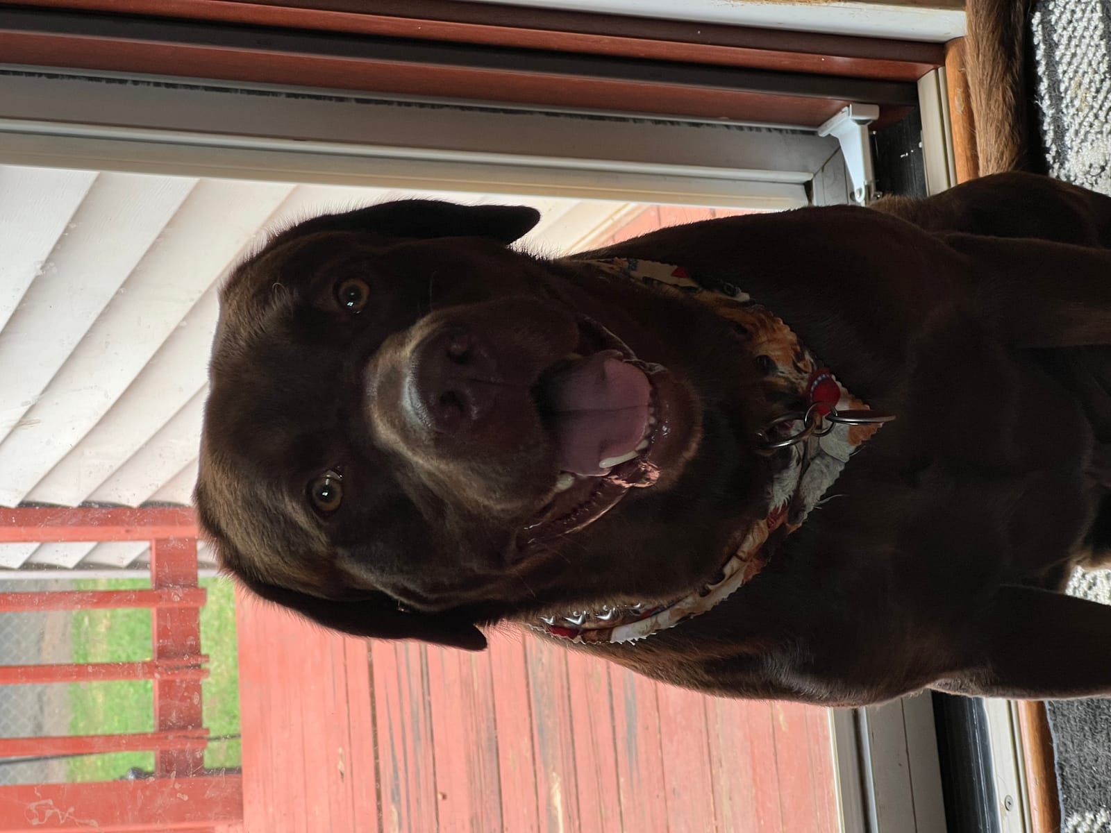 Petspiration Spotlight: Dusty