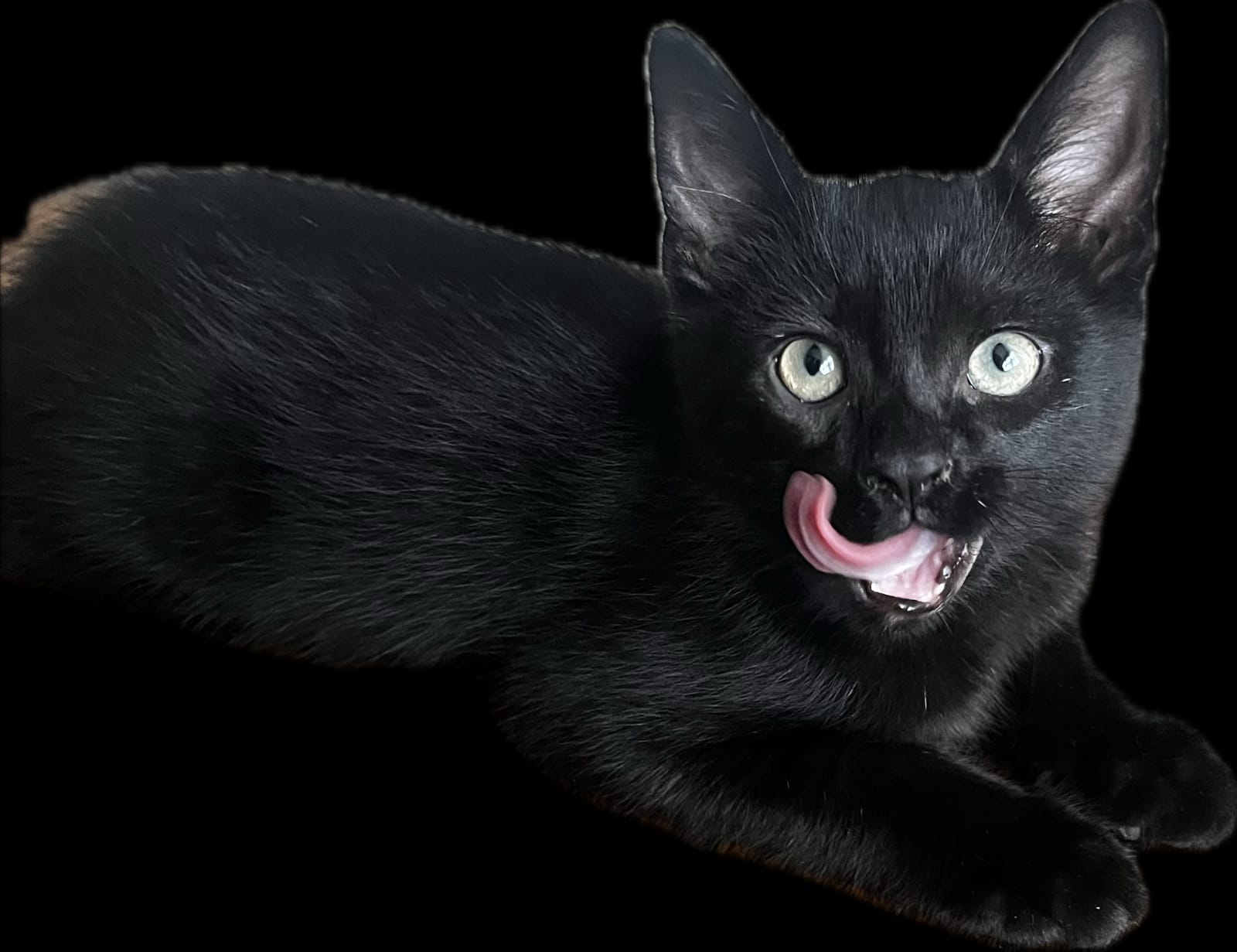 Petspiration Spotlight: Mr West