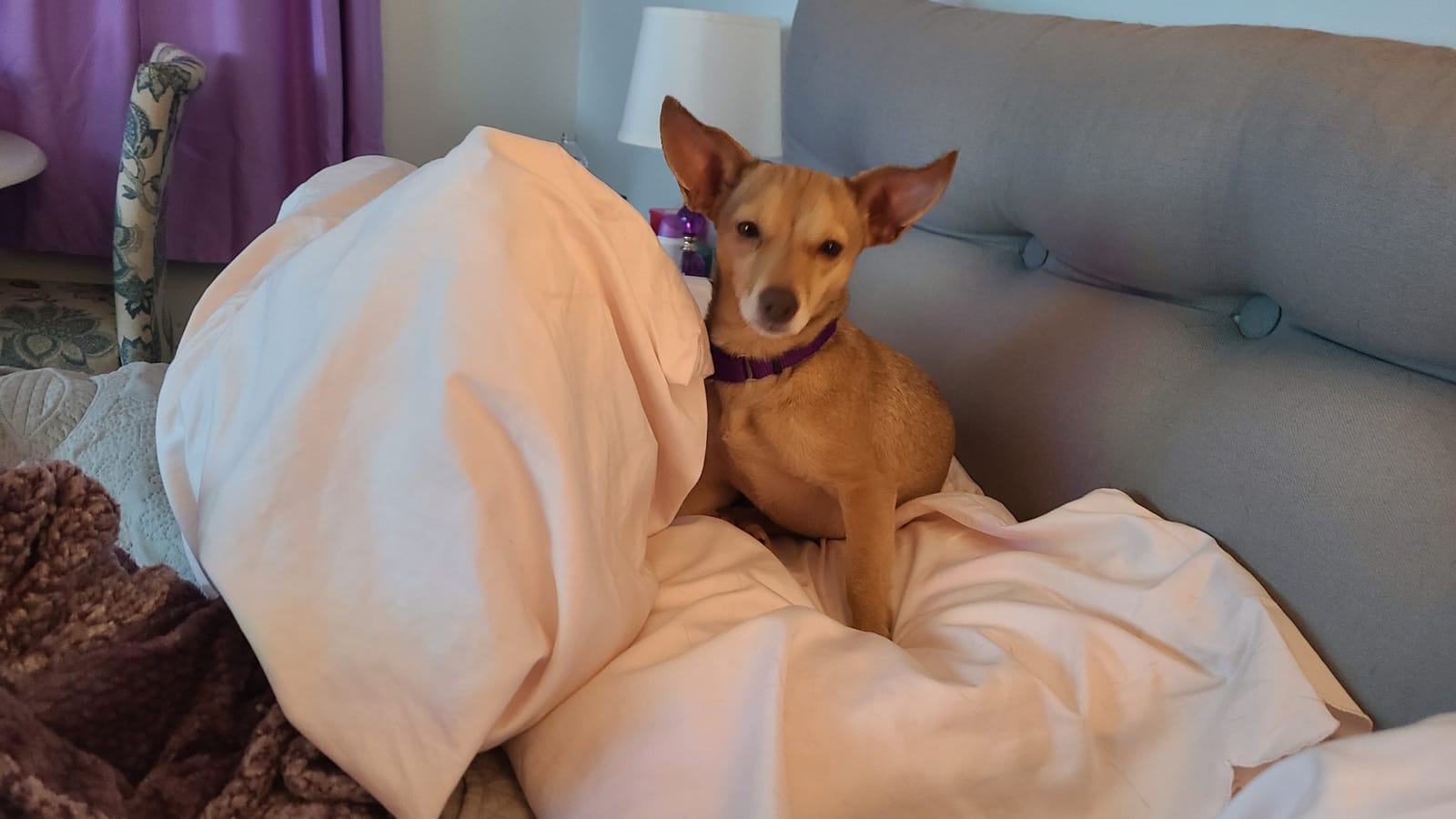 Petspiration Spotlight: Skye