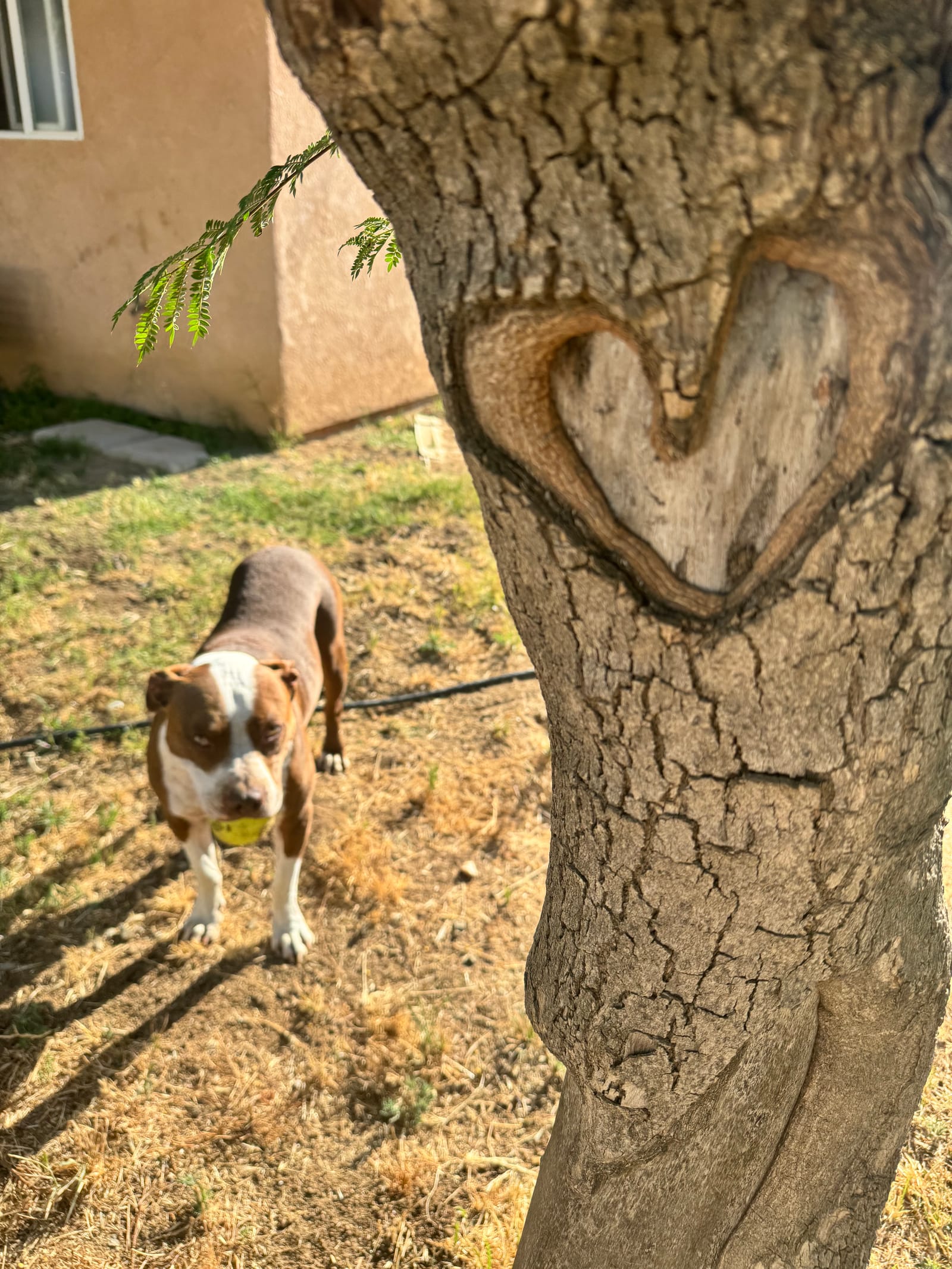 Petspiration Spotlight: Duke