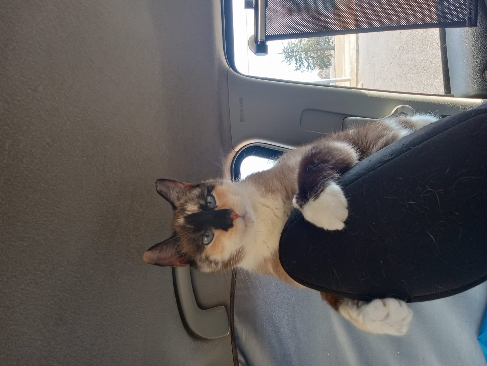 Petspiration Spotlight: BABY