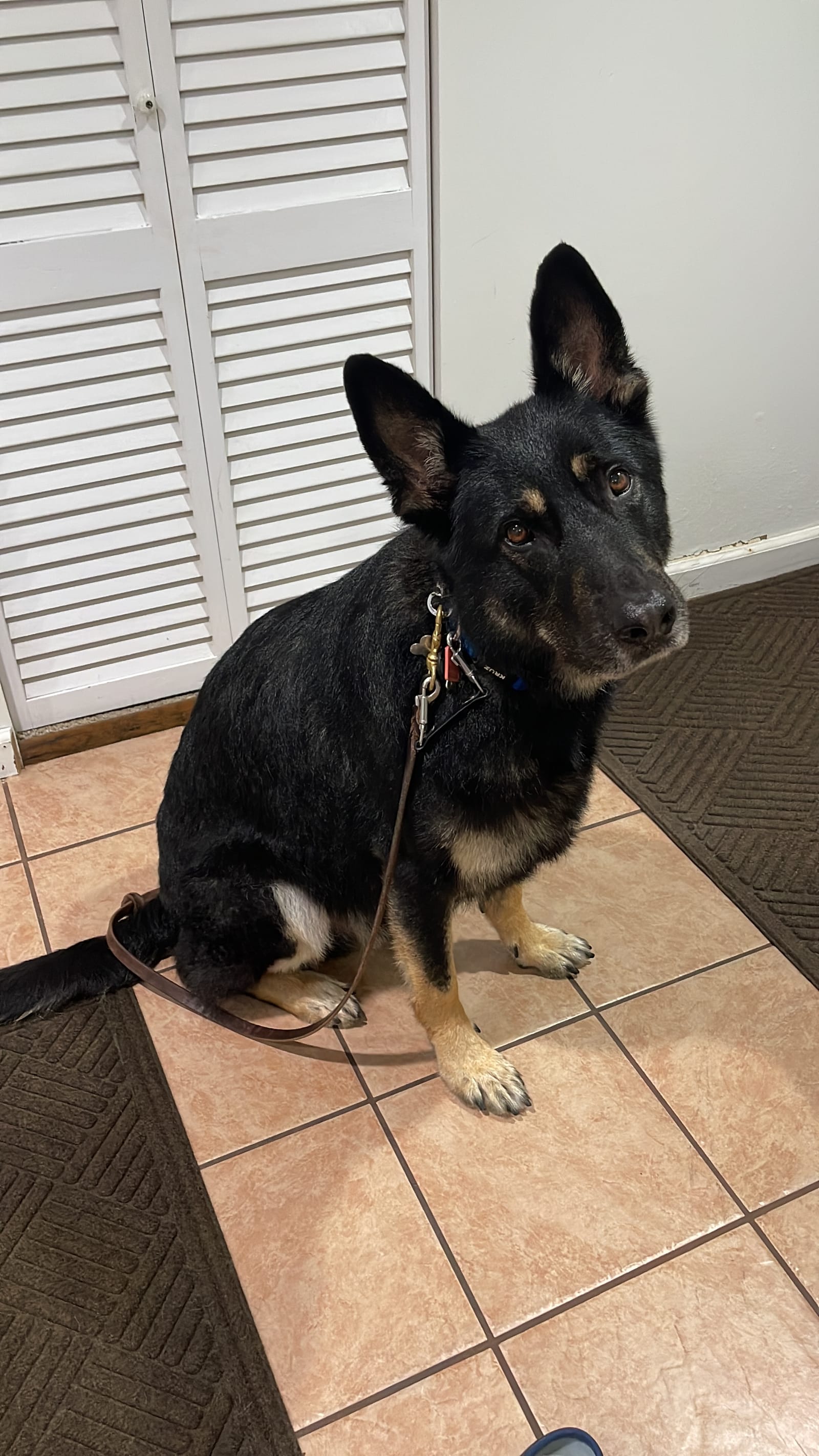 Petspiration Spotlight: Max