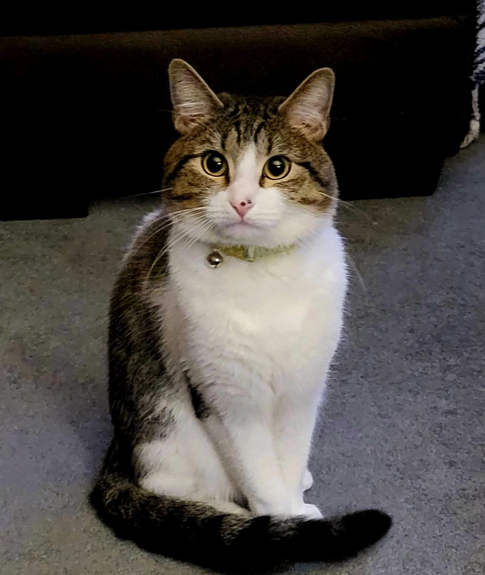Petspiration Spotlight: Leo