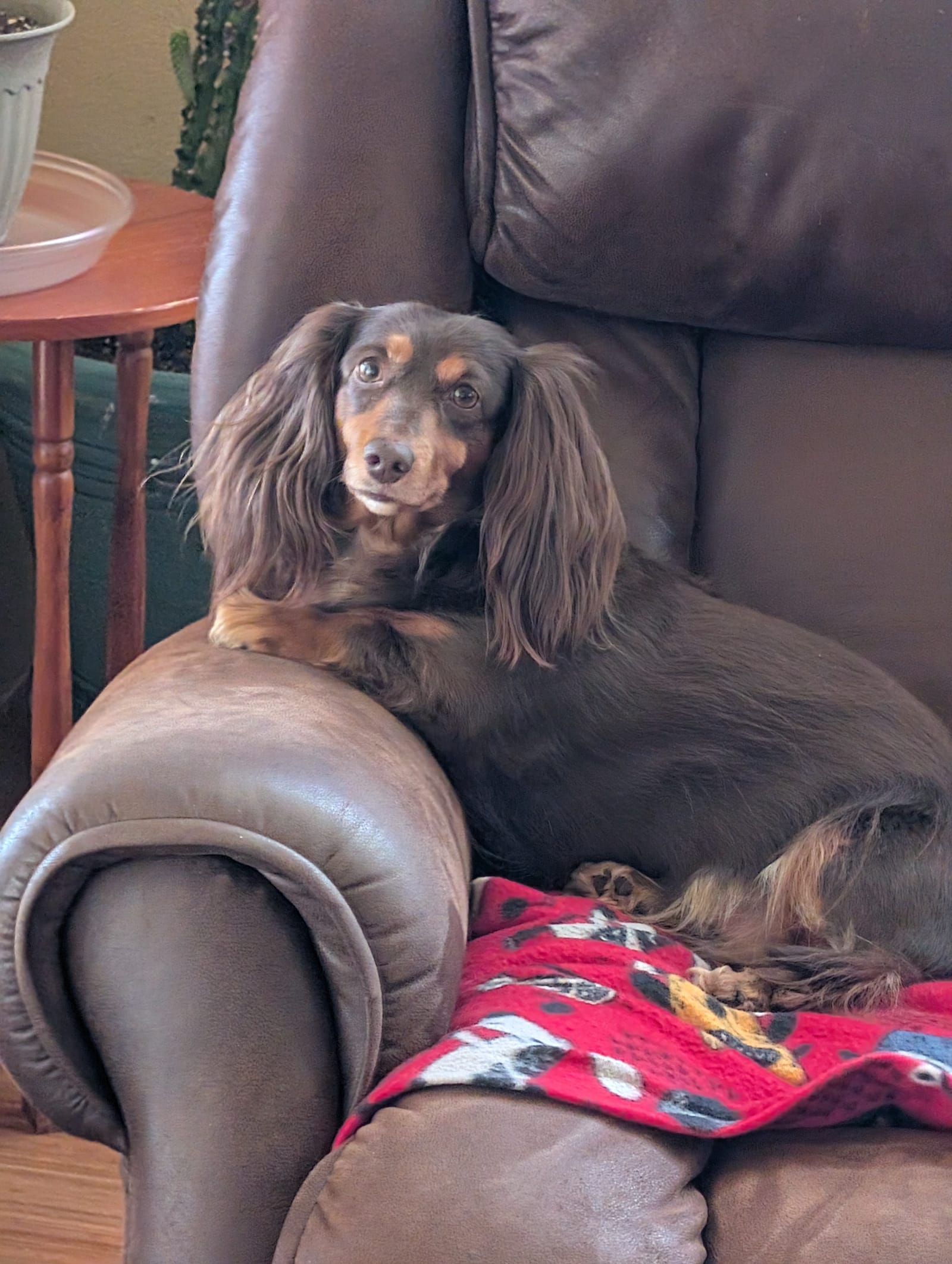 Petspiration Spotlight: Mini