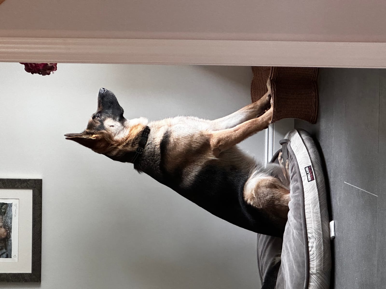 Petspiration Spotlight: Rip