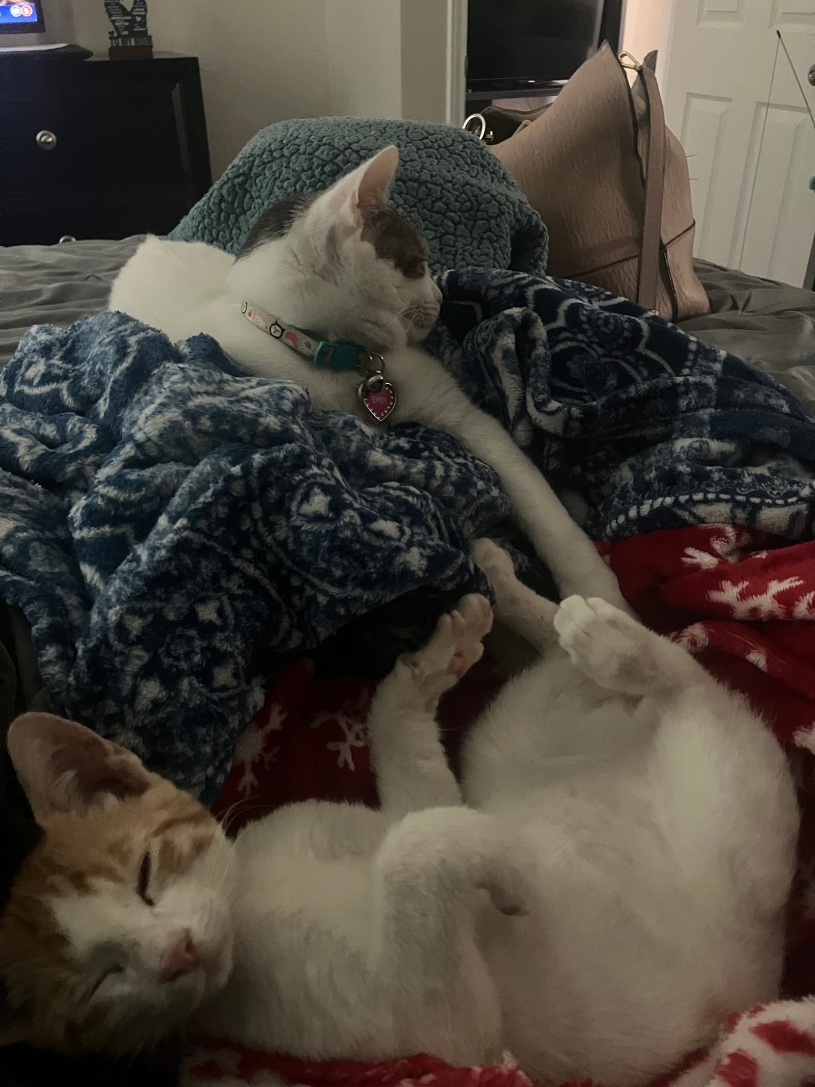 Petspiration Spotlight: Didi & Tony