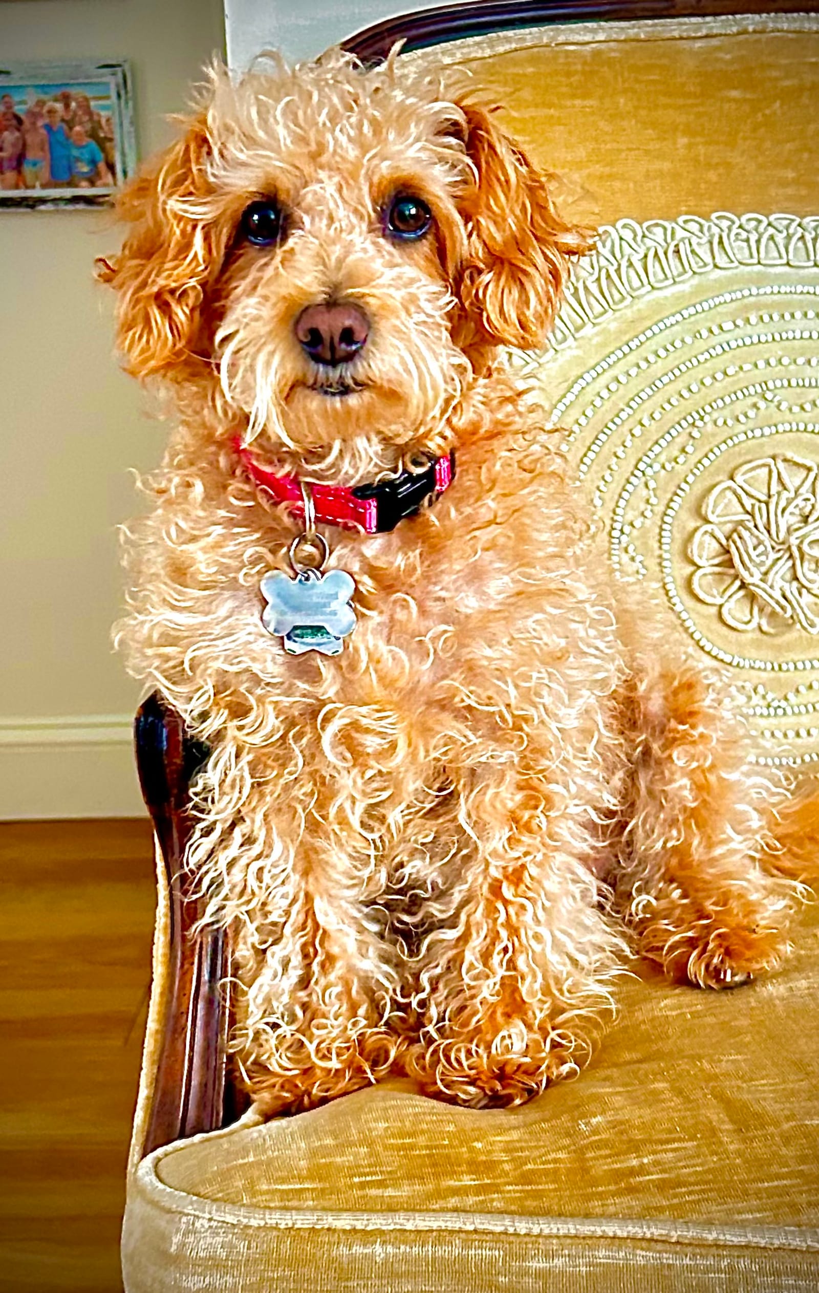 Petspiration Spotlight: Ruby Sue