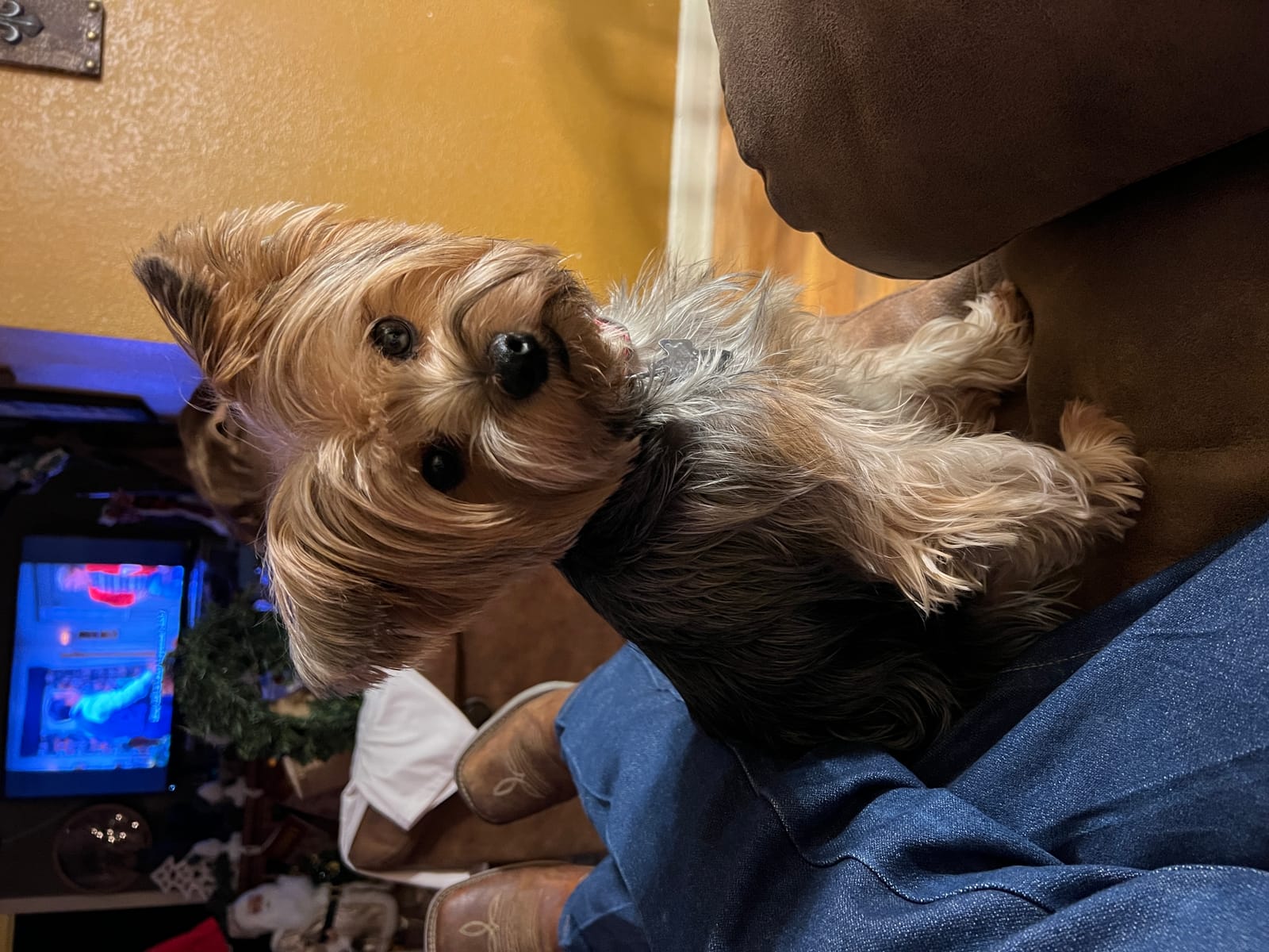 Petspiration Spotlight: Elly may