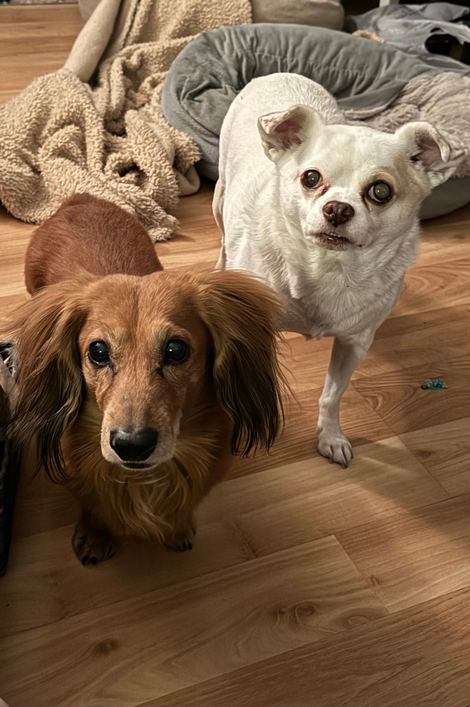 Petspiration Spotlight: Gus and Ace