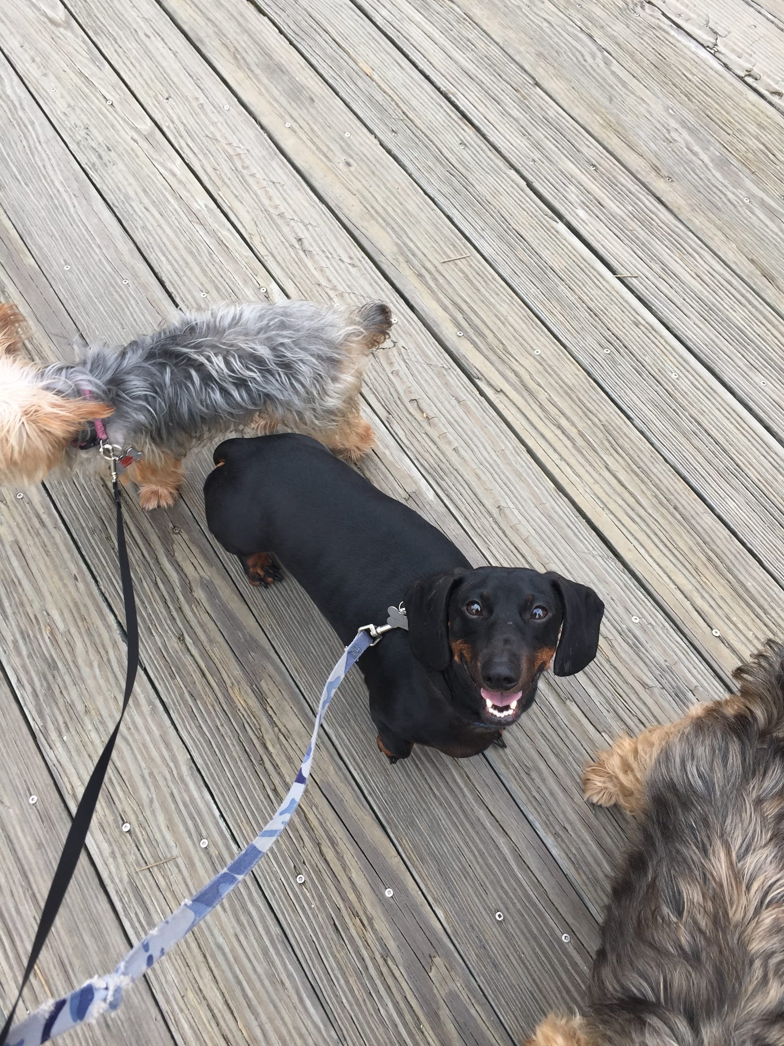 Petspiration Spotlight: Eddie