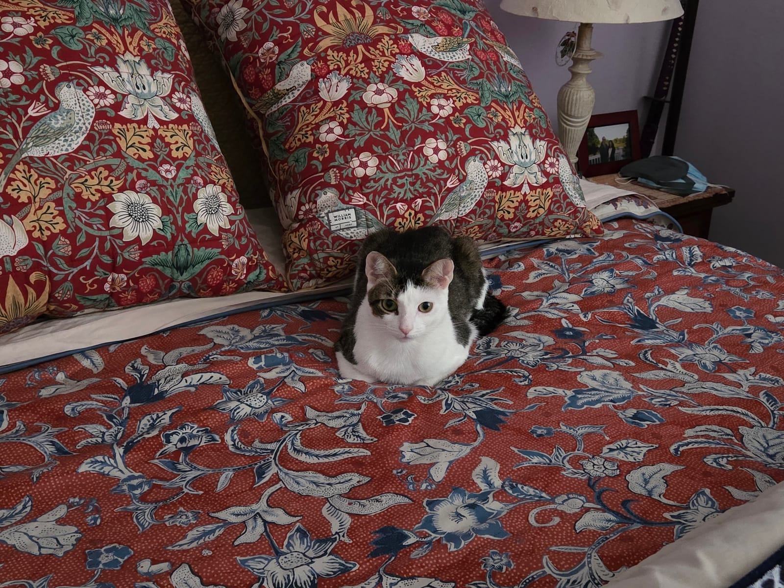 Petspiration Spotlight: Momo