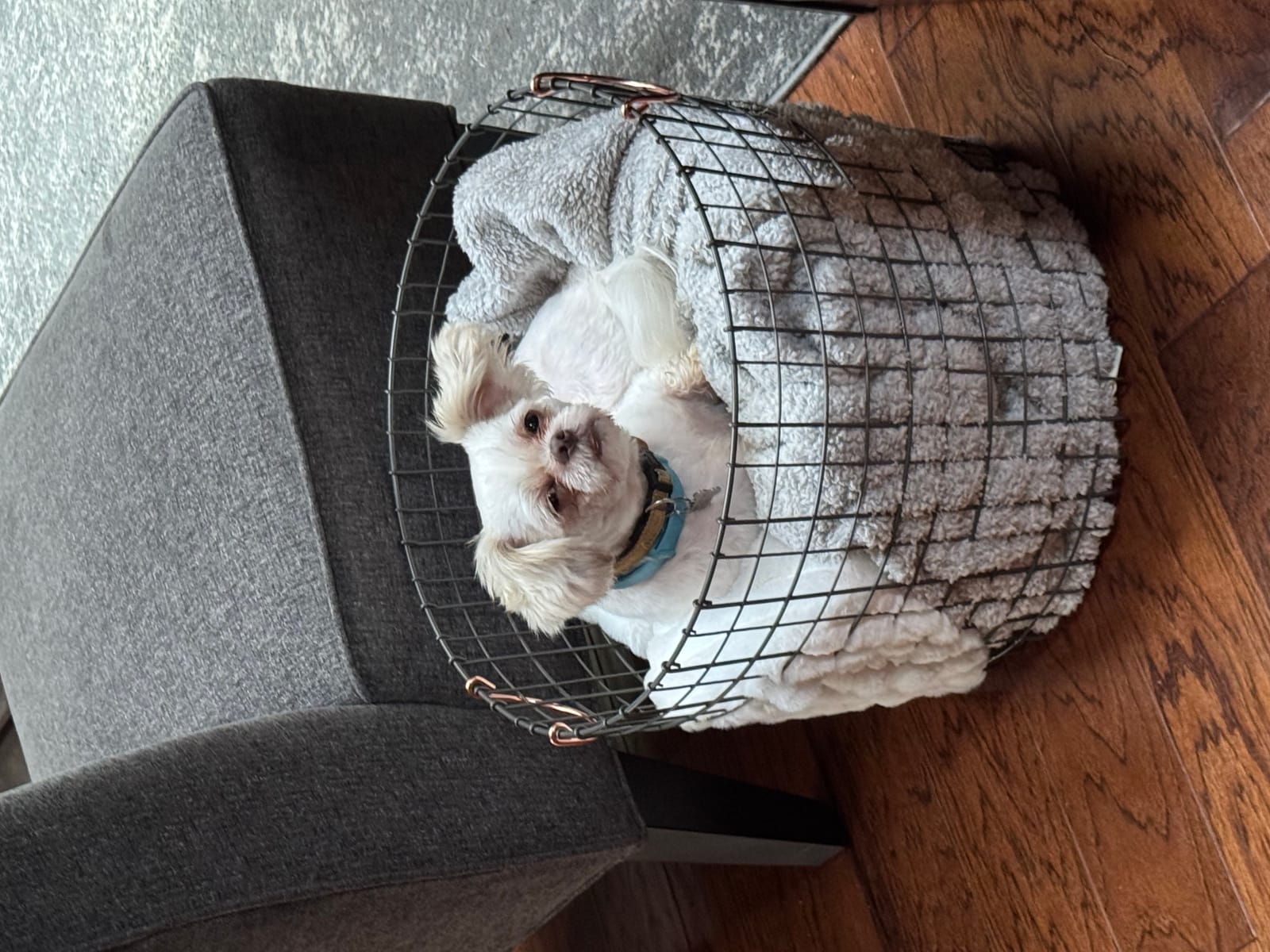 Petspiration Spotlight: Dan