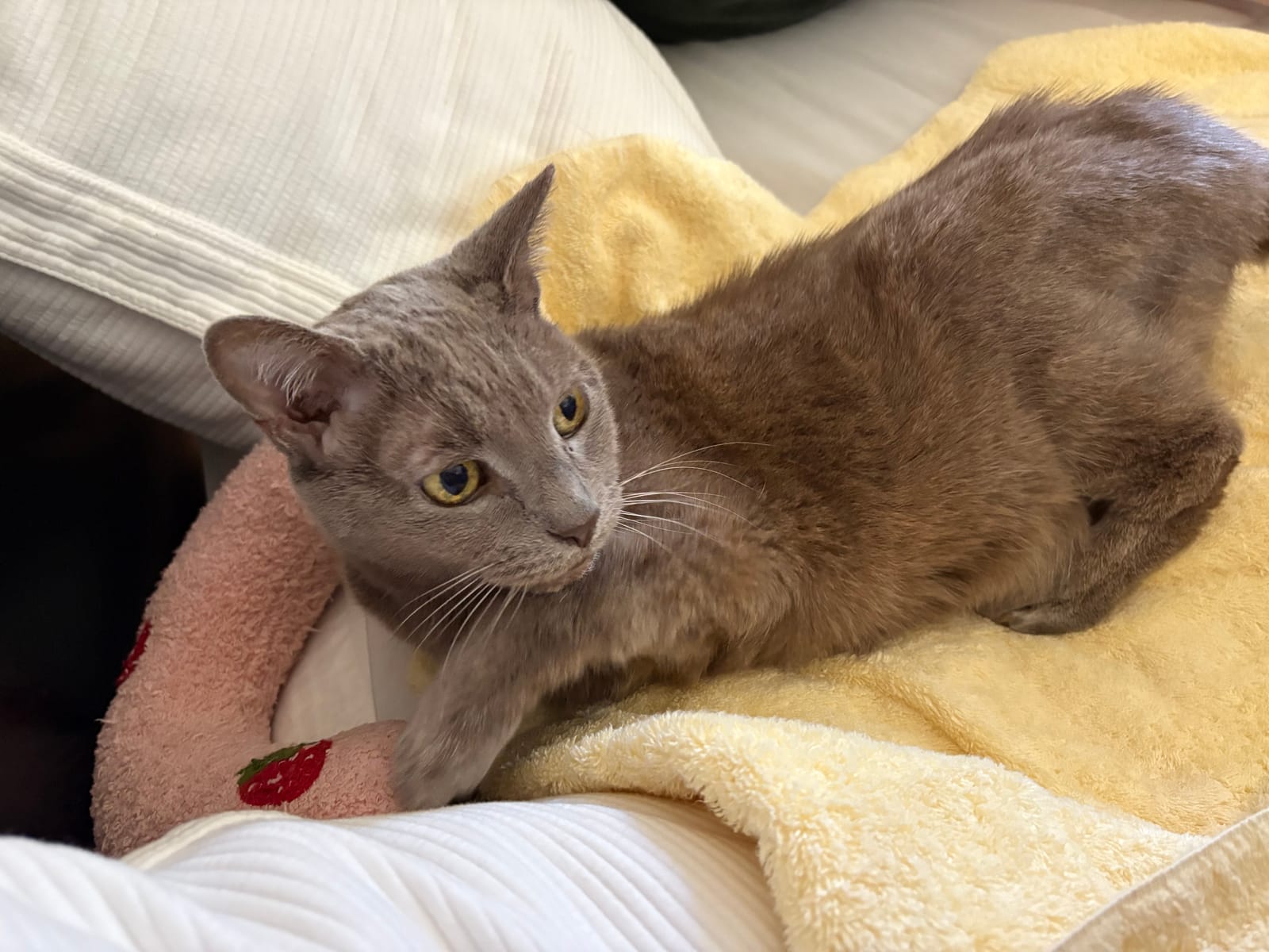 Petspiration Spotlight: Eliza