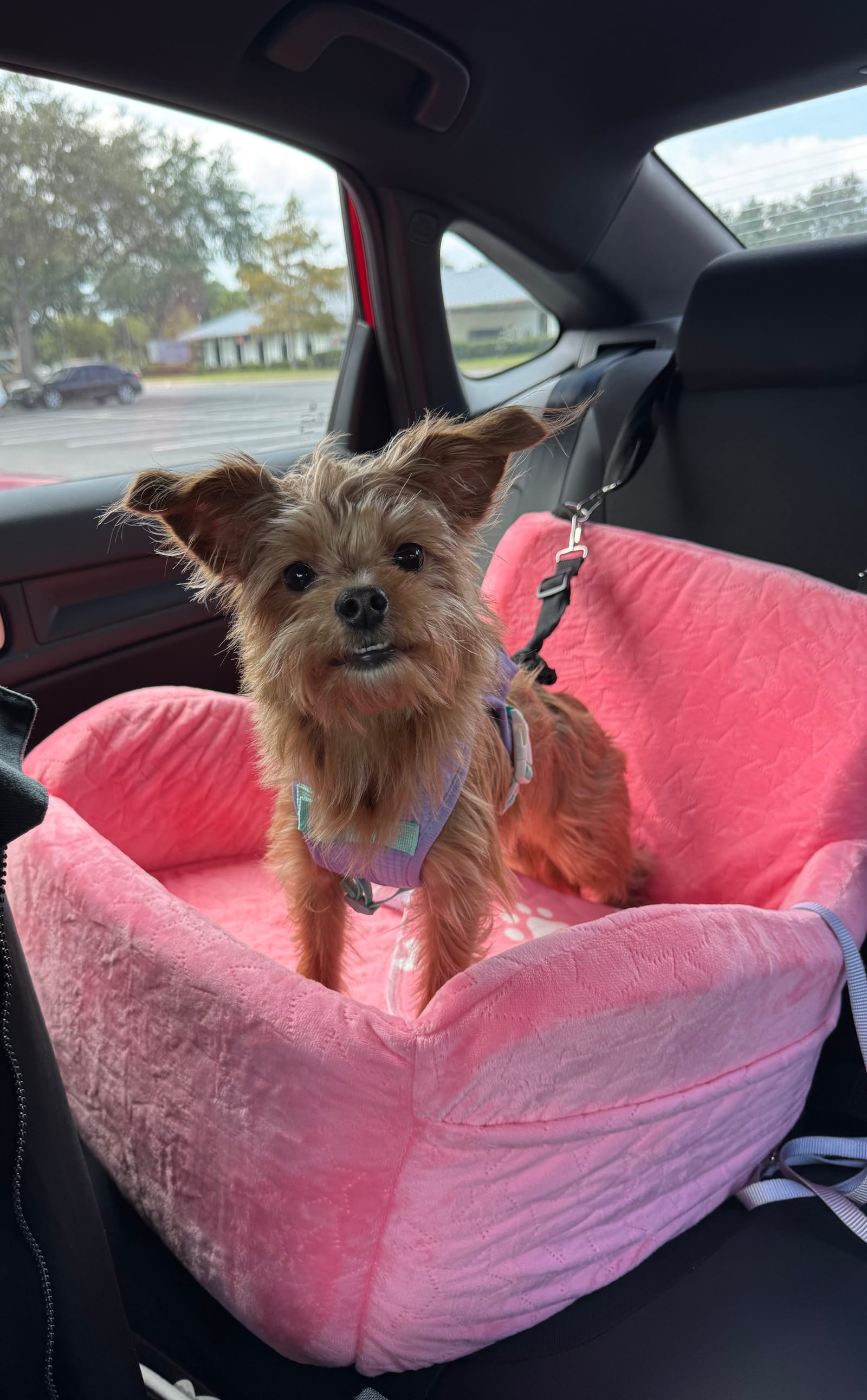 Petspiration Spotlight: Ivy Elizabeth