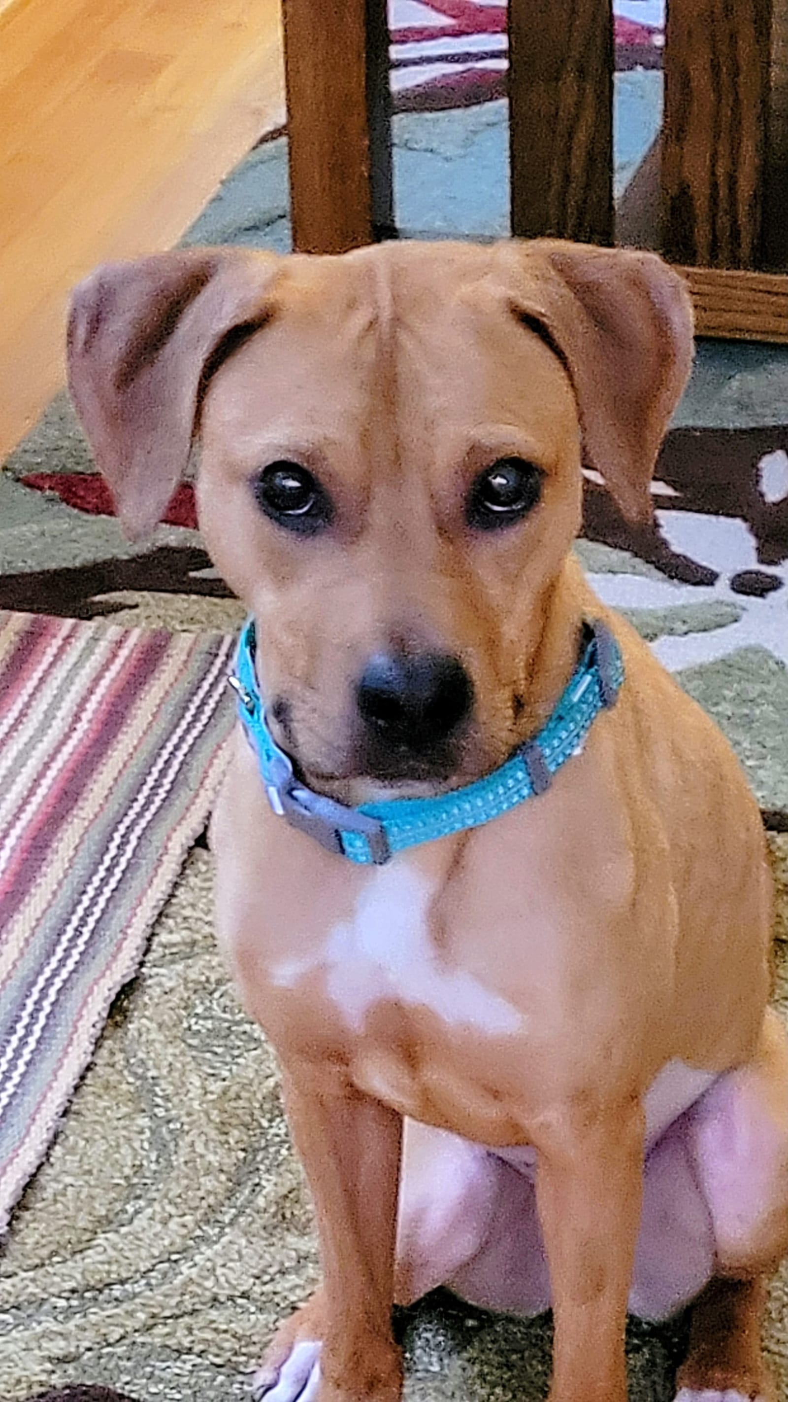 Petspiration Spotlight: Ellie