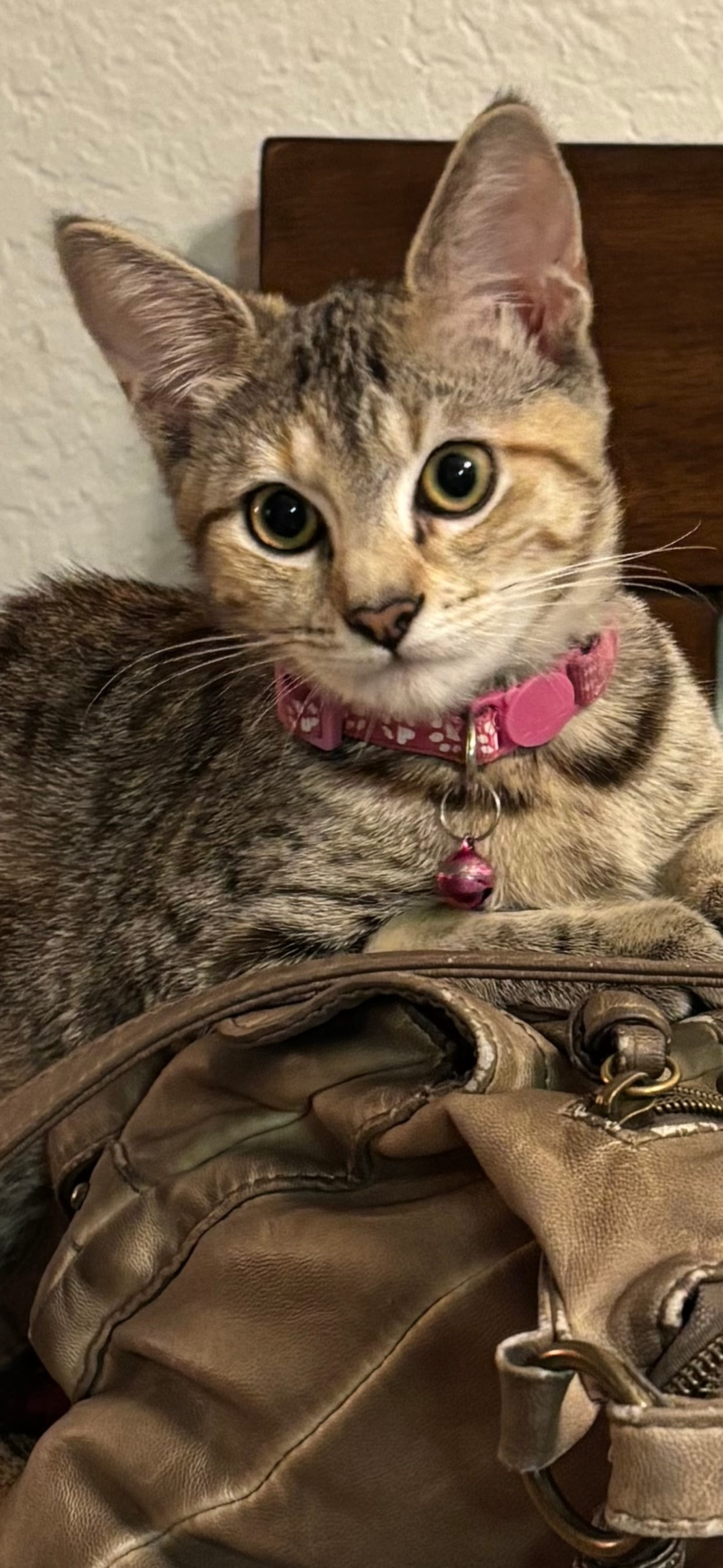 Petspiration Spotlight: Ellie Mae