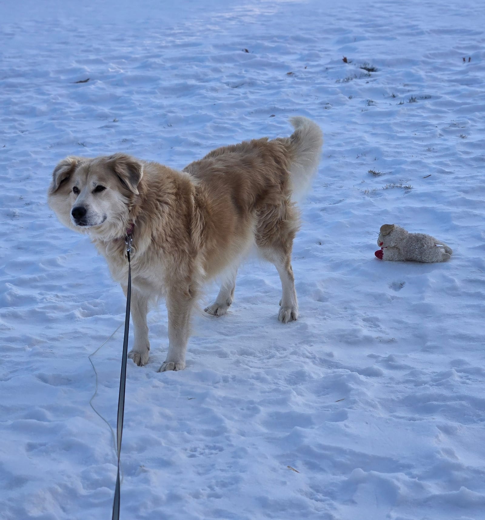 Petspiration Spotlight: Ellie May