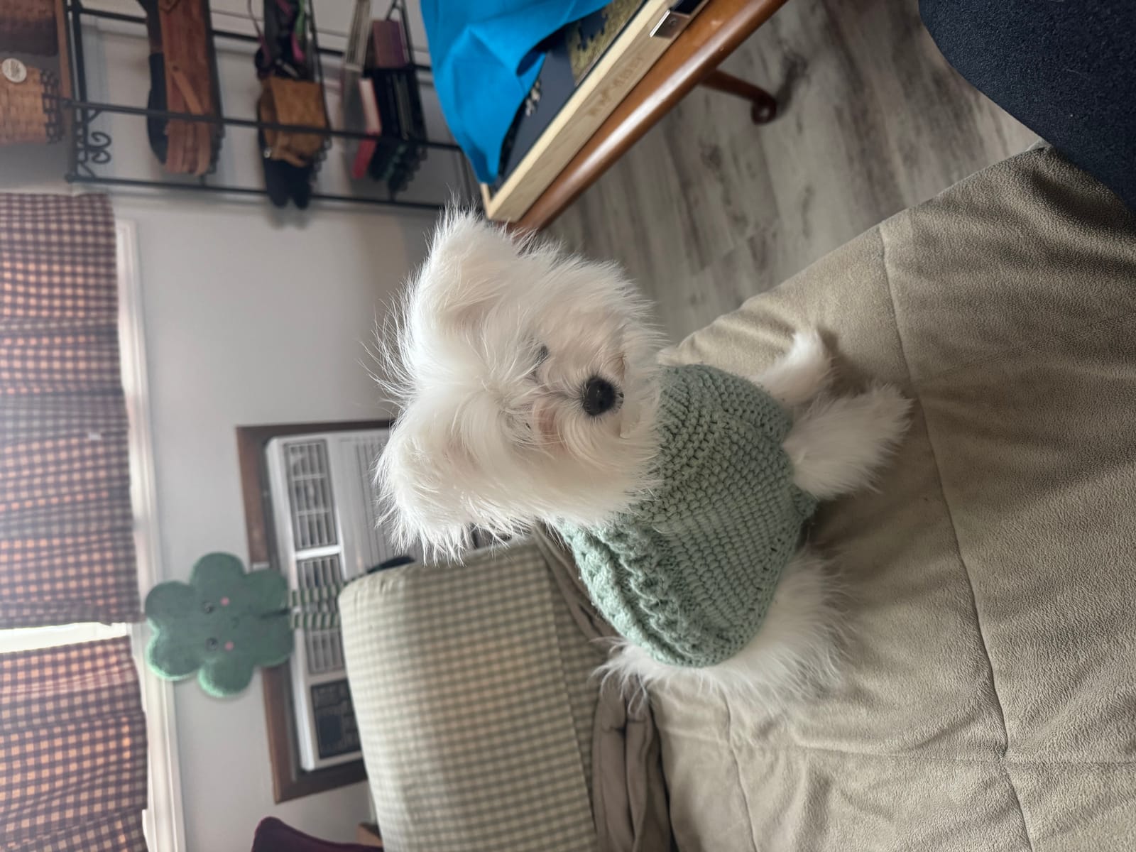 Petspiration Spotlight: Elsie Mae