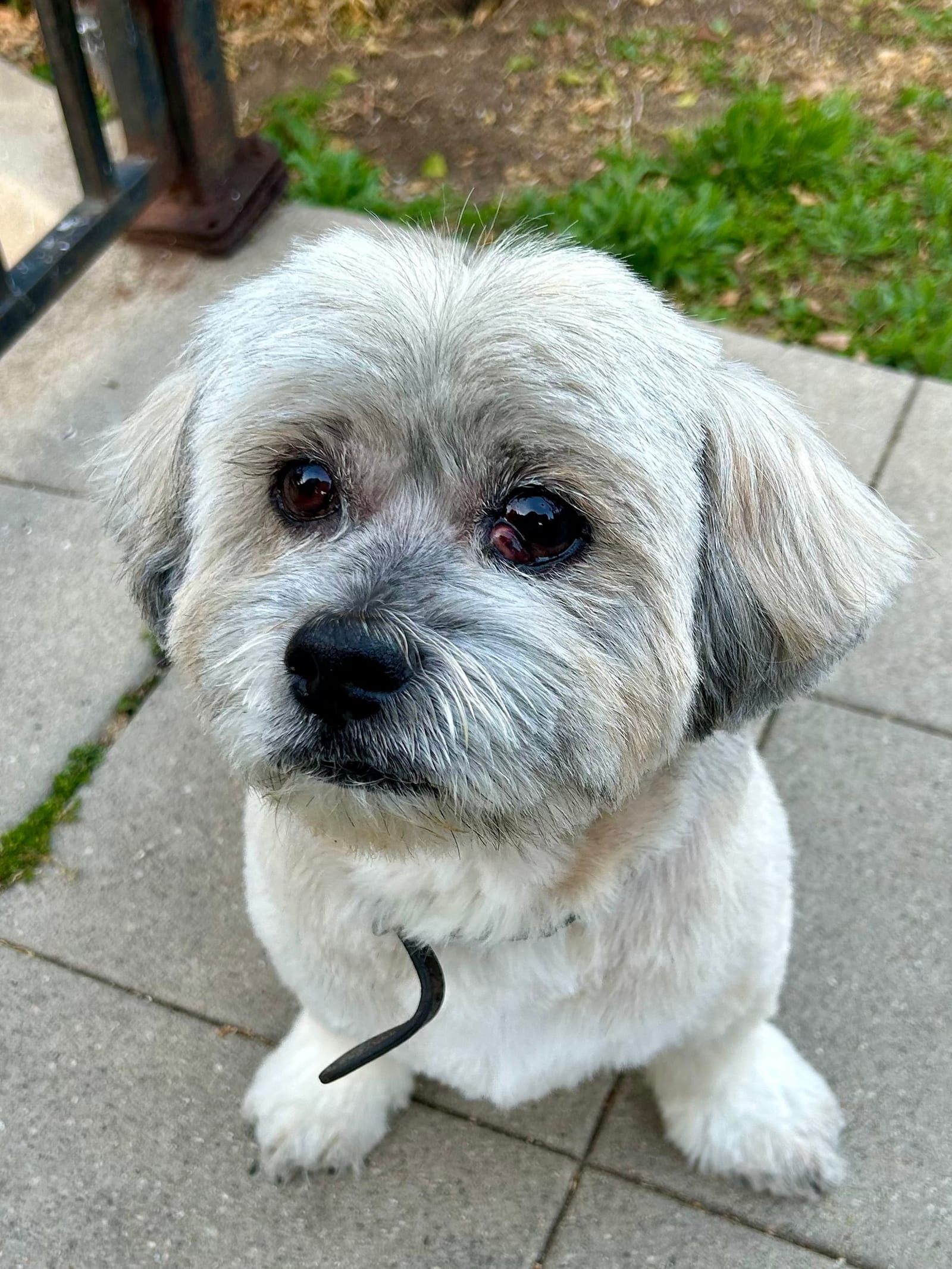 Petspiration Spotlight: Elvis