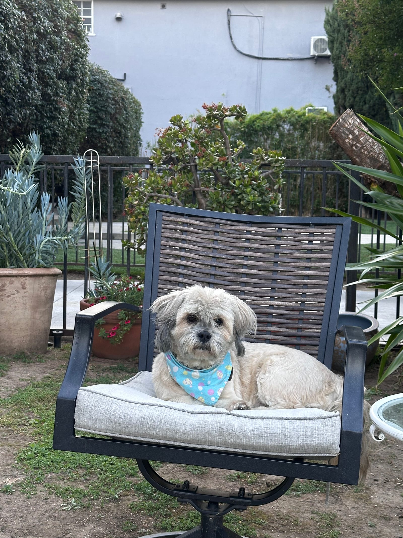 Petspiration Spotlight: Elvis