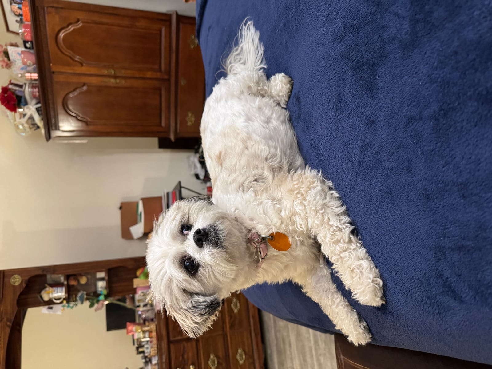 Petspiration Spotlight: Emileigh Kai’ Bouler