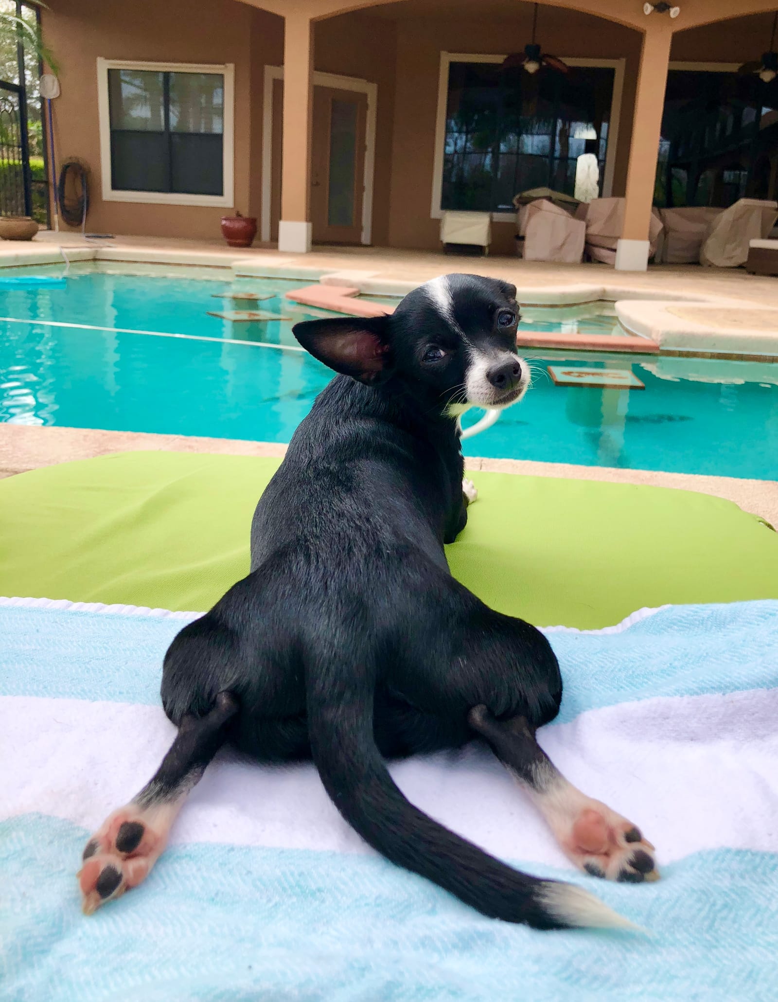 Petspiration Spotlight: EstherGrace