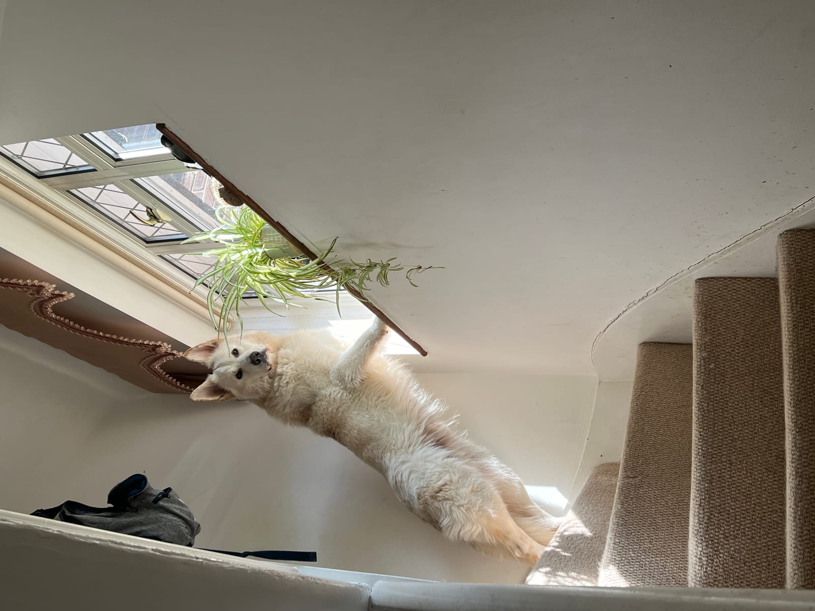Petspiration Spotlight: Zoro