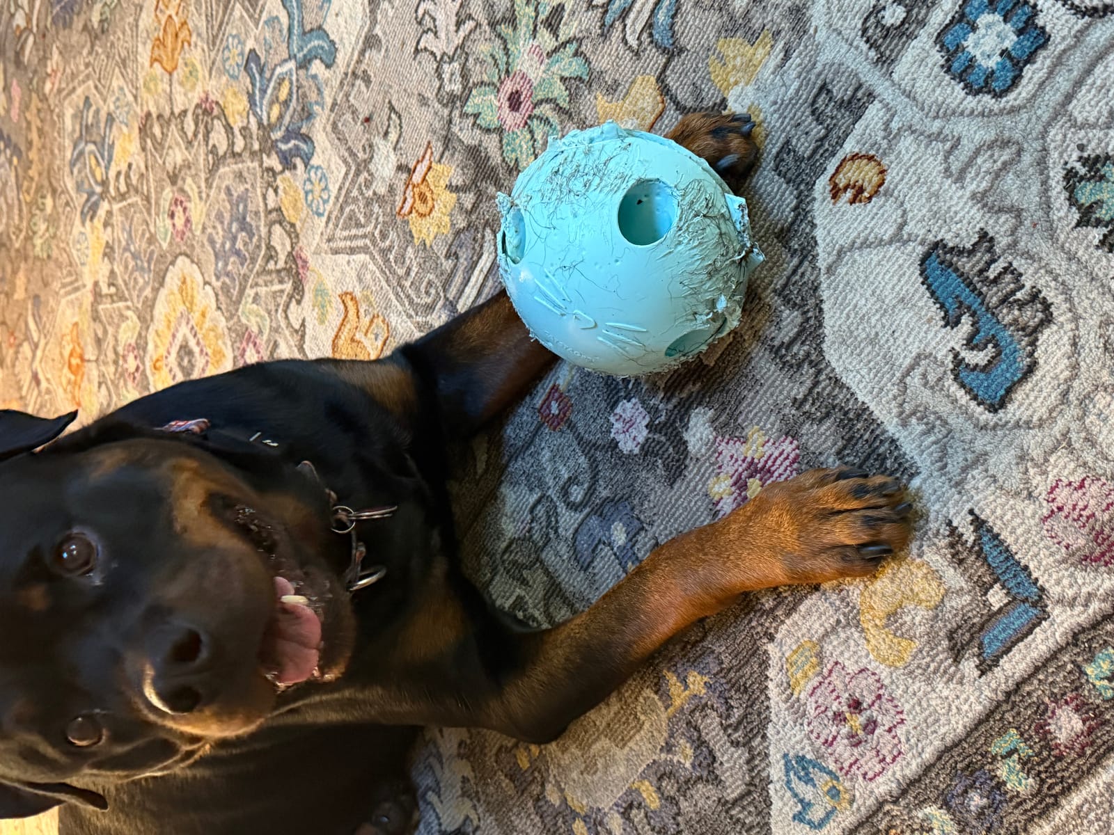 Petspiration Spotlight: Vito