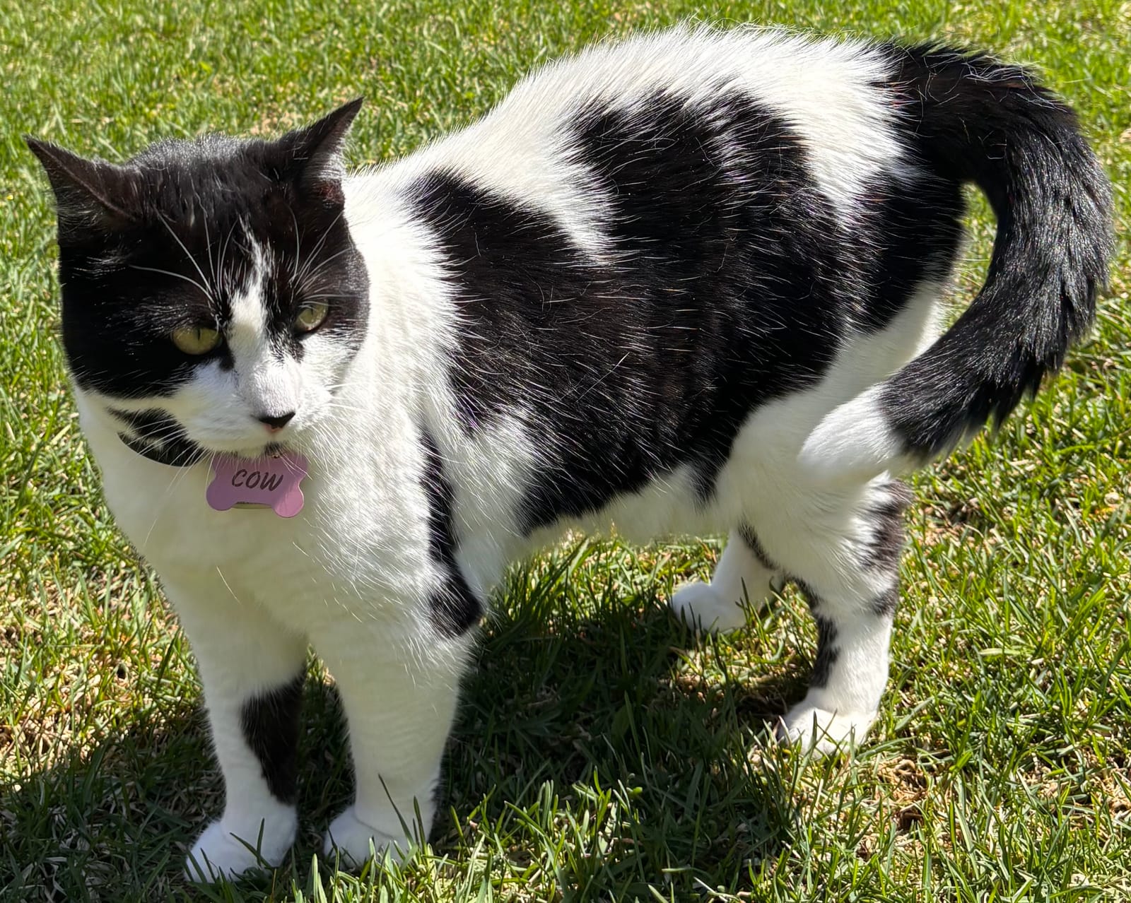 Petspiration Spotlight: Cow