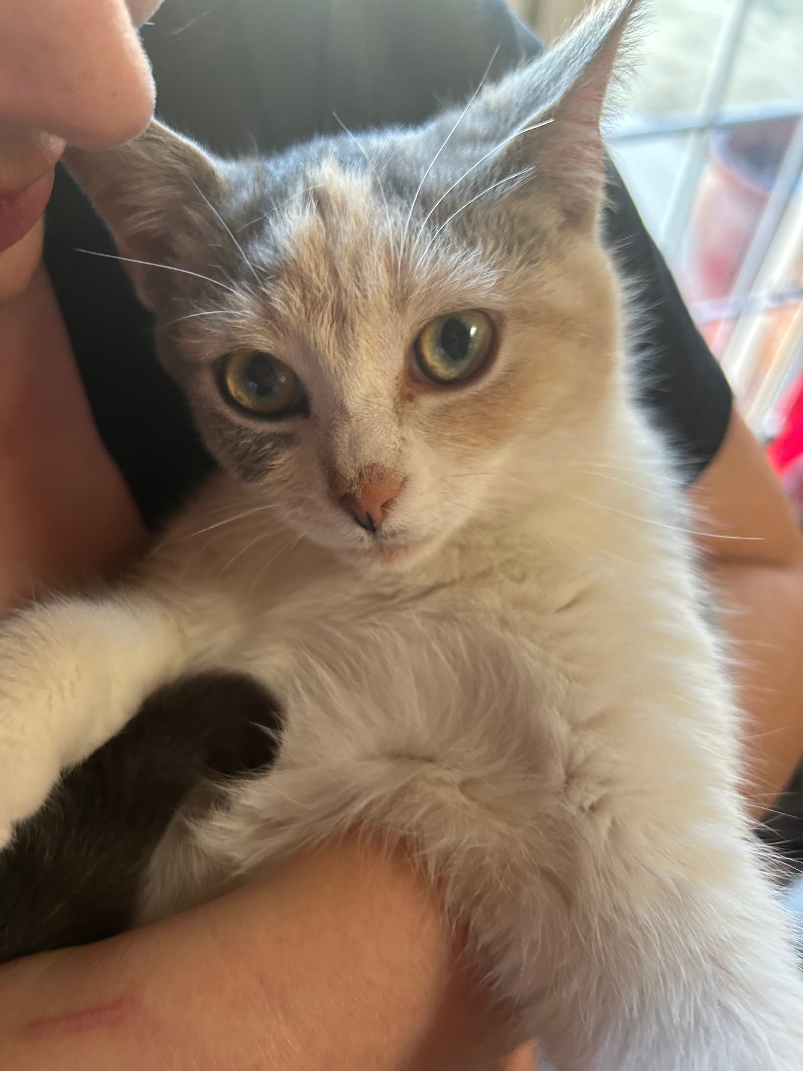 Petspiration Spotlight: Sam