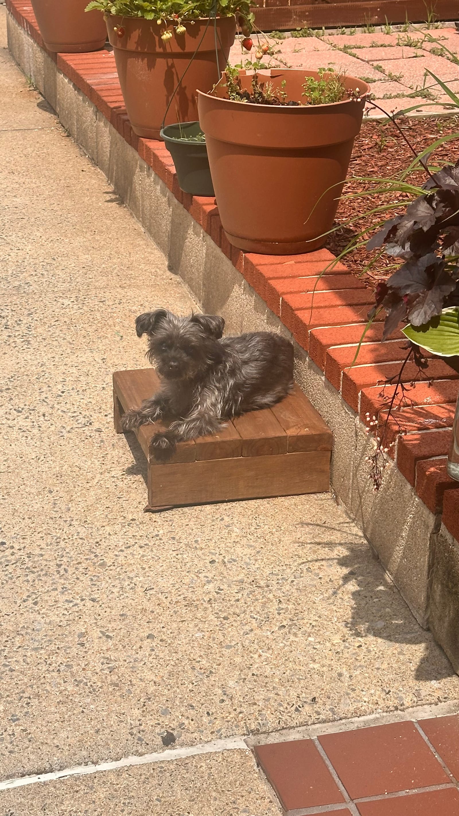 Petspiration Spotlight: Taki