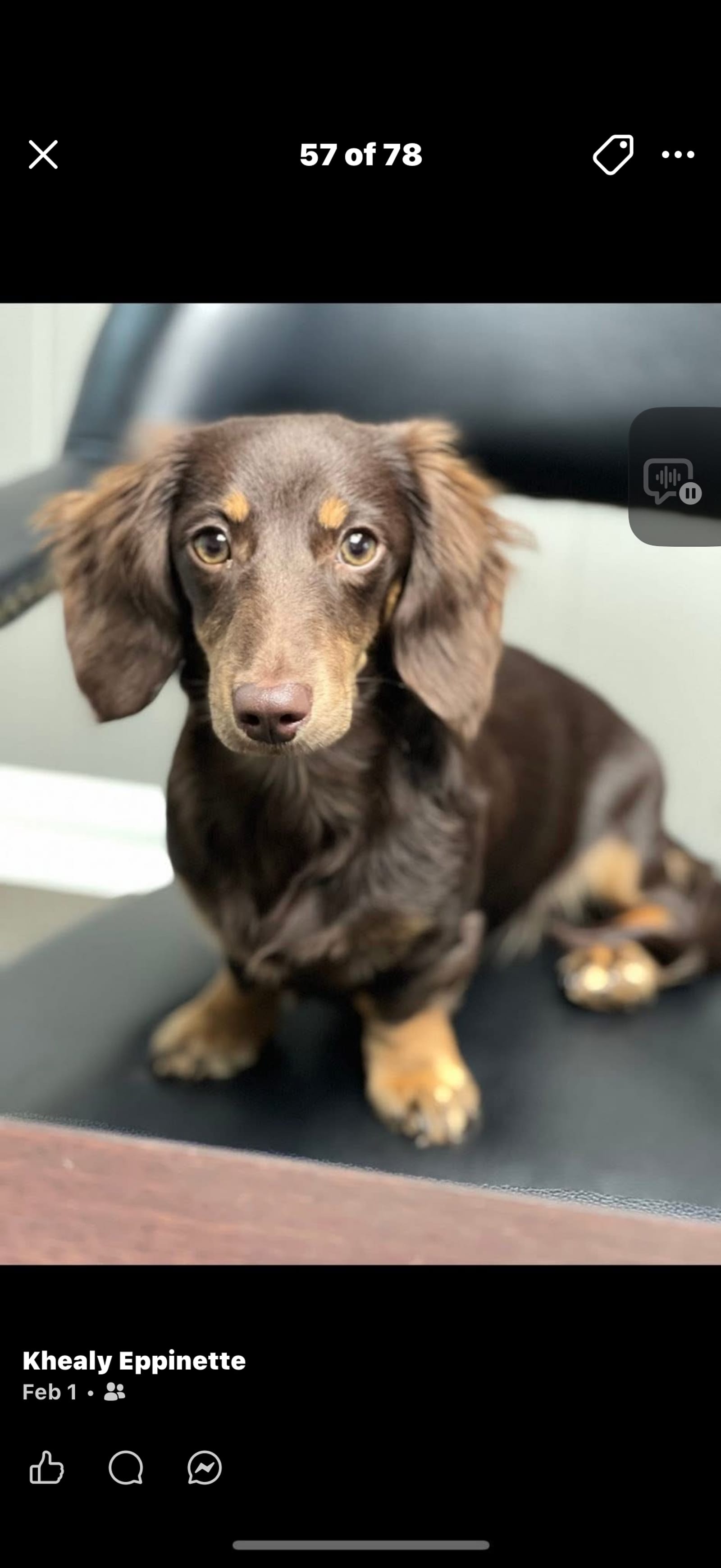 Petspiration Spotlight: Emmy Lou