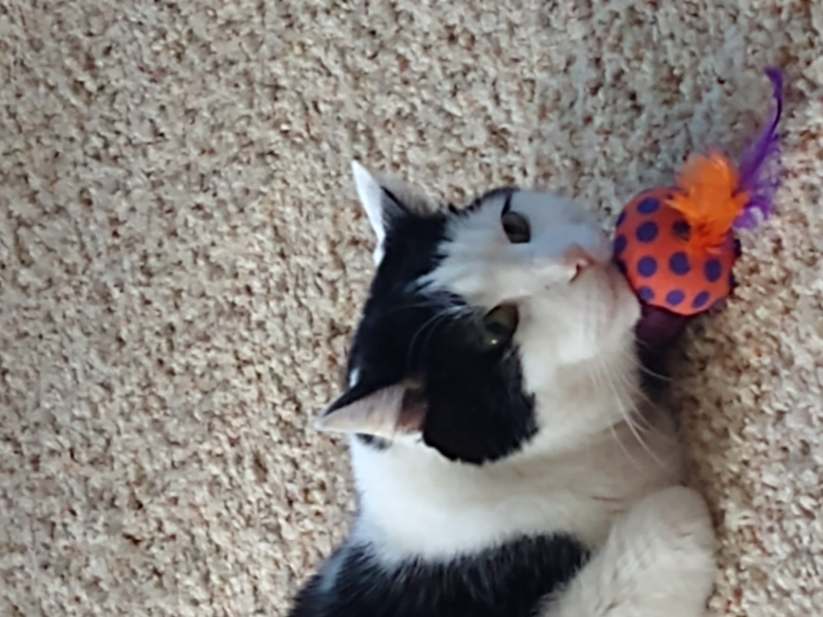 Petspiration Spotlight: Oreo