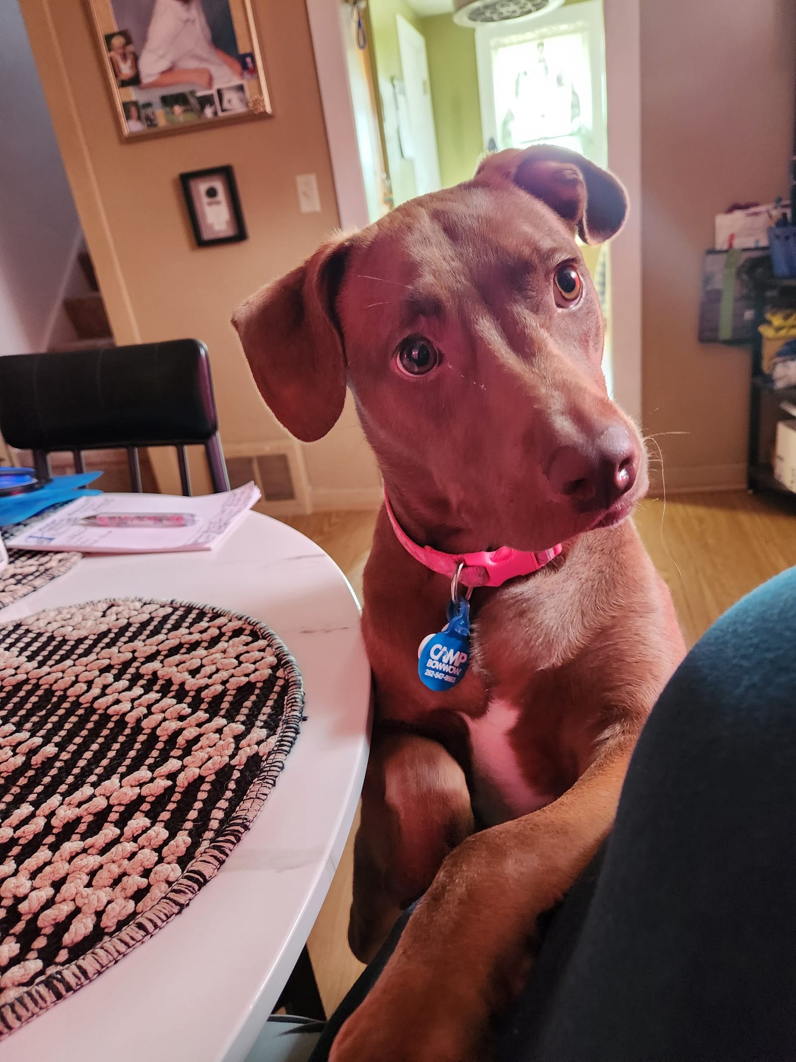 Petspiration Spotlight: Bean