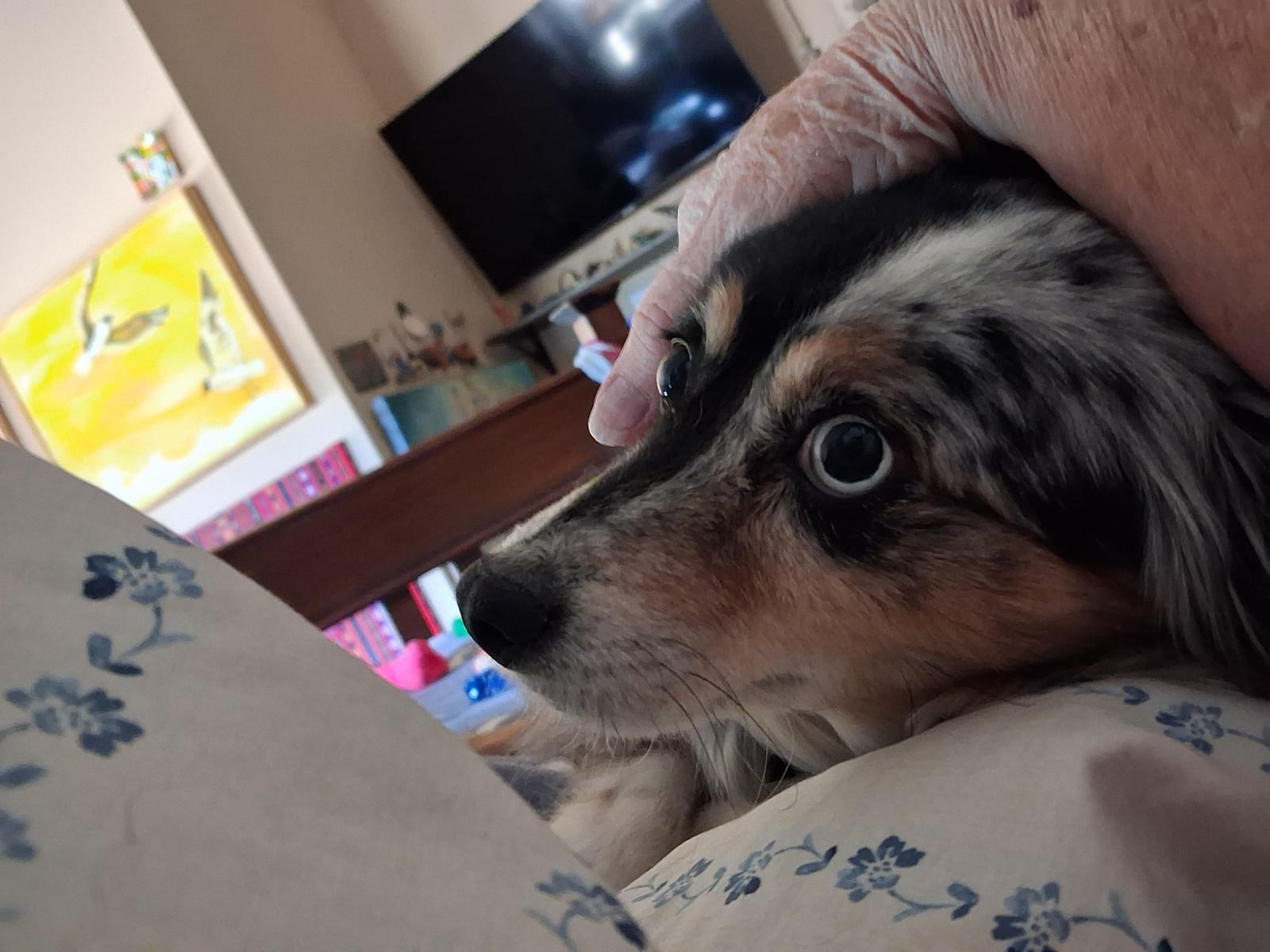 Petspiration Spotlight: Roo