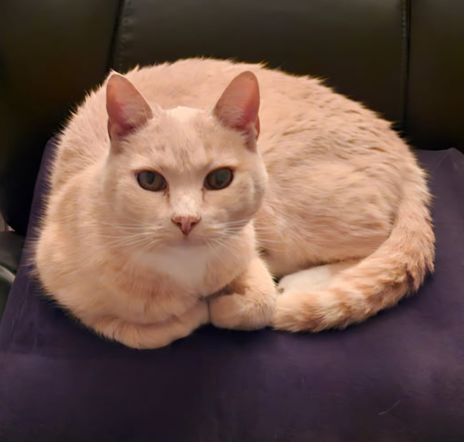 Petspiration Spotlight: Fabio