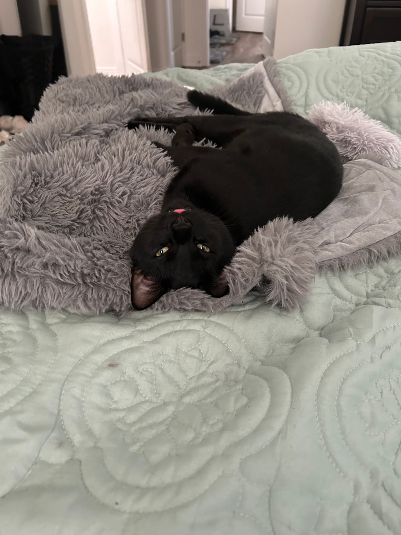 Petspiration Spotlight: Neo