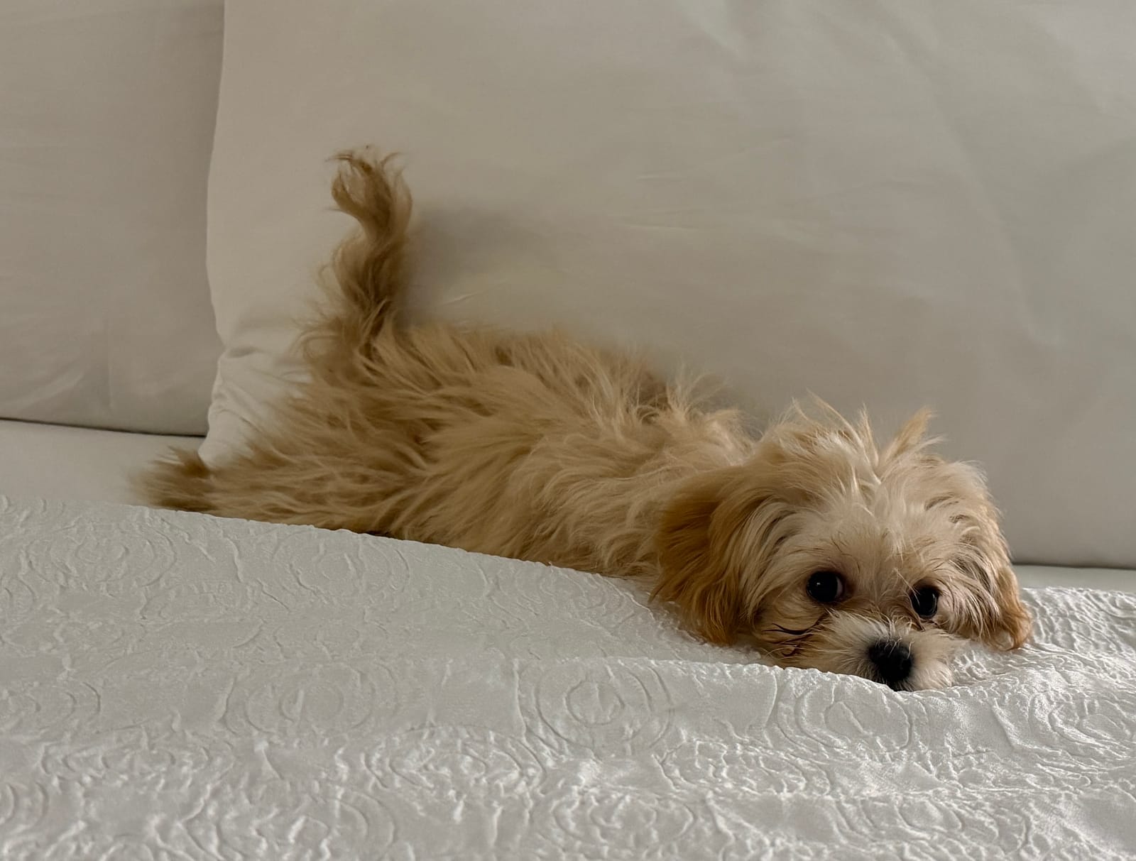 Petspiration Spotlight: Gigi