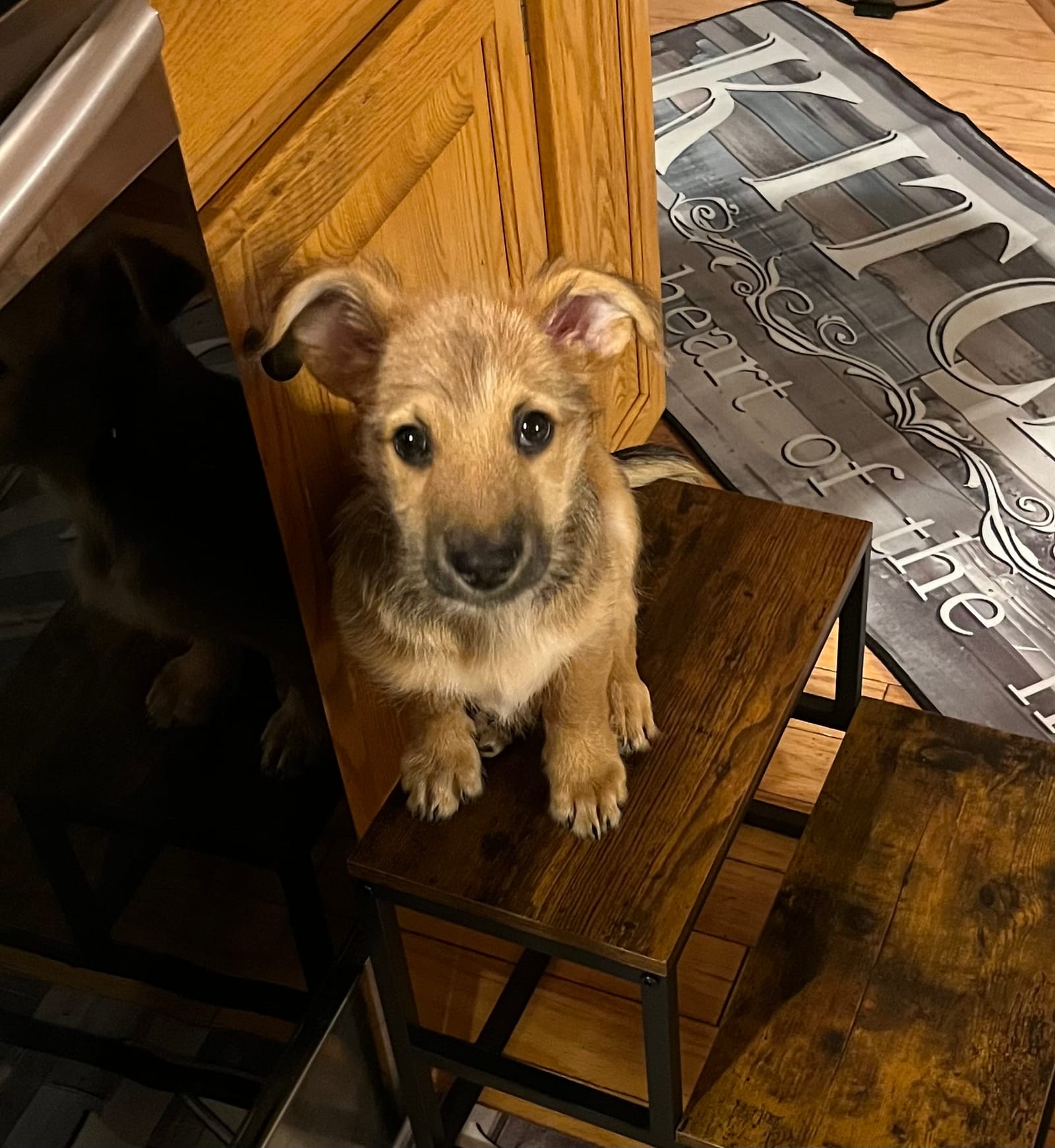 Petspiration Spotlight: Finley