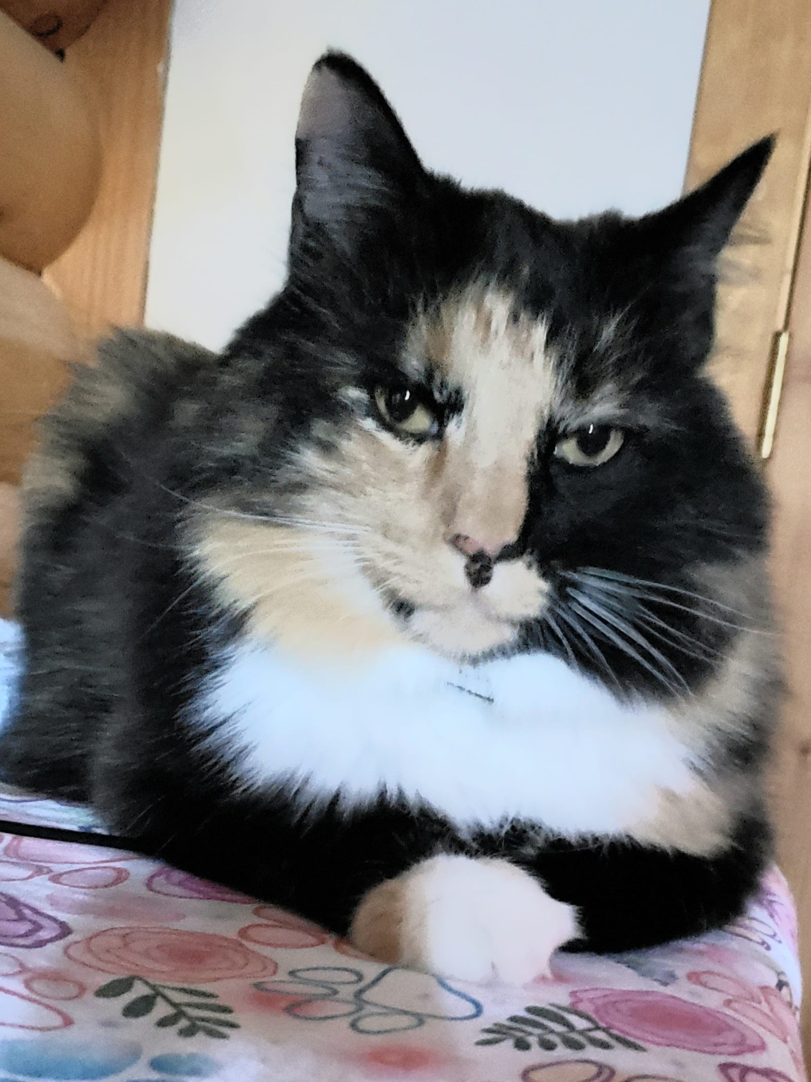 Petspiration Spotlight: Fiona