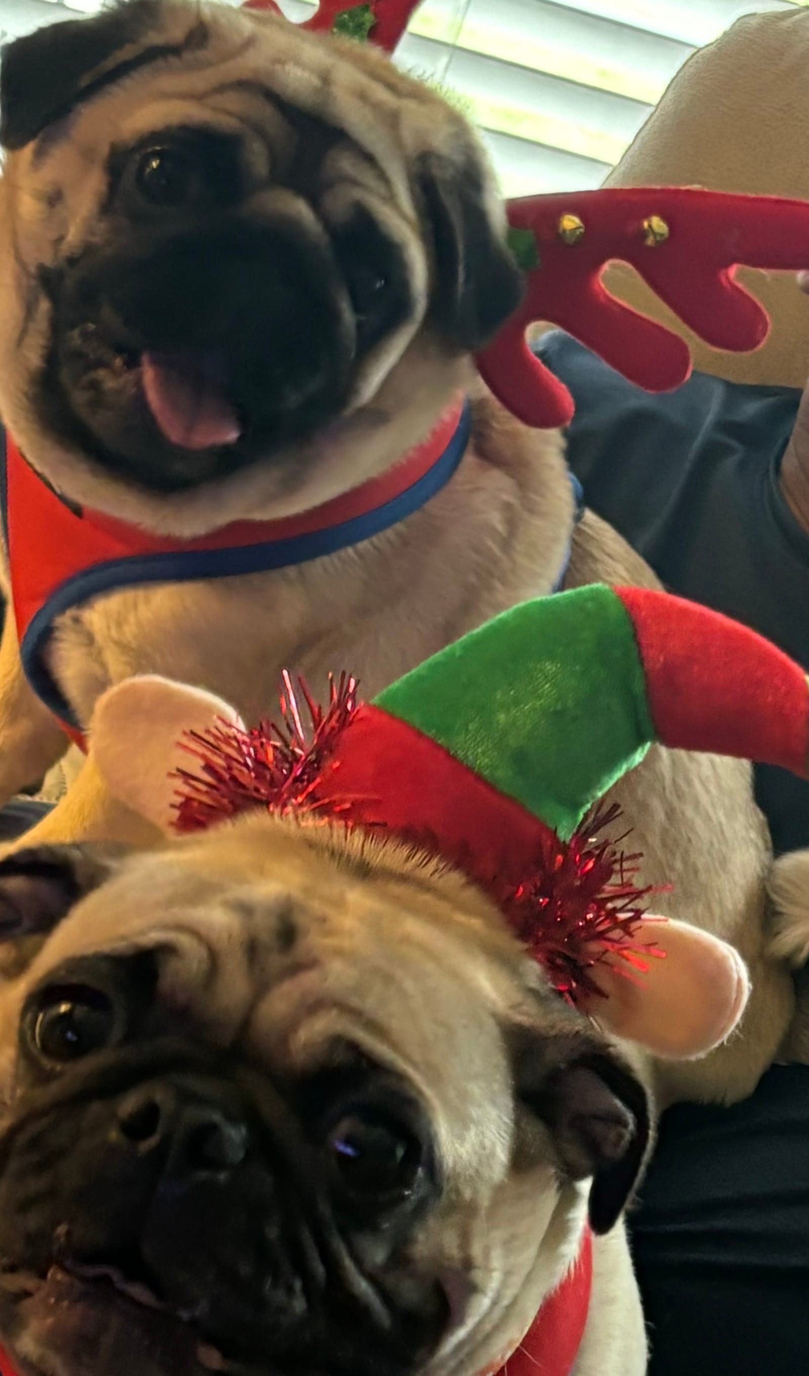 Petspiration Spotlight: First one :Too-tie Second one: Baby
