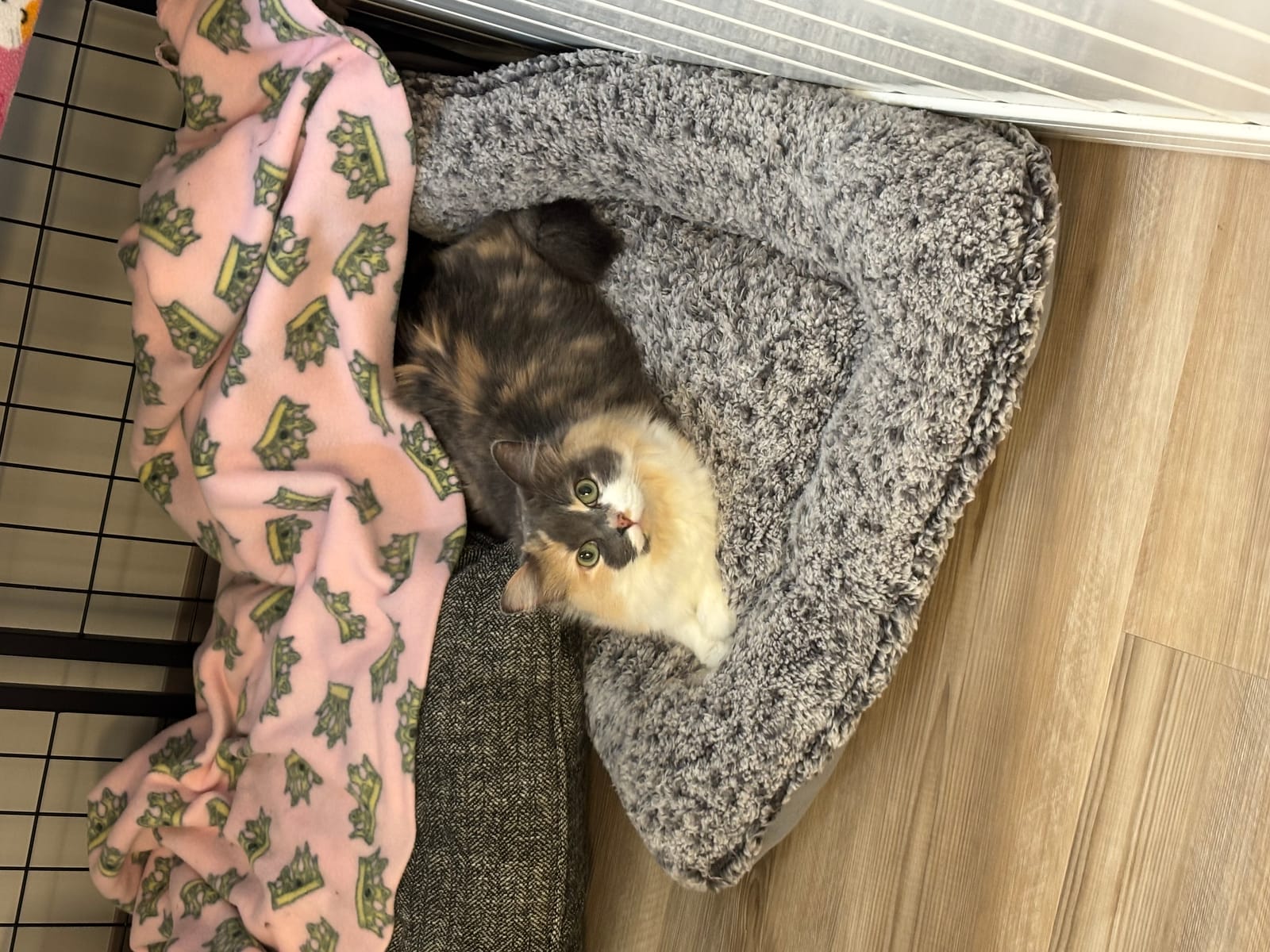 Petspiration Spotlight: Fraidy